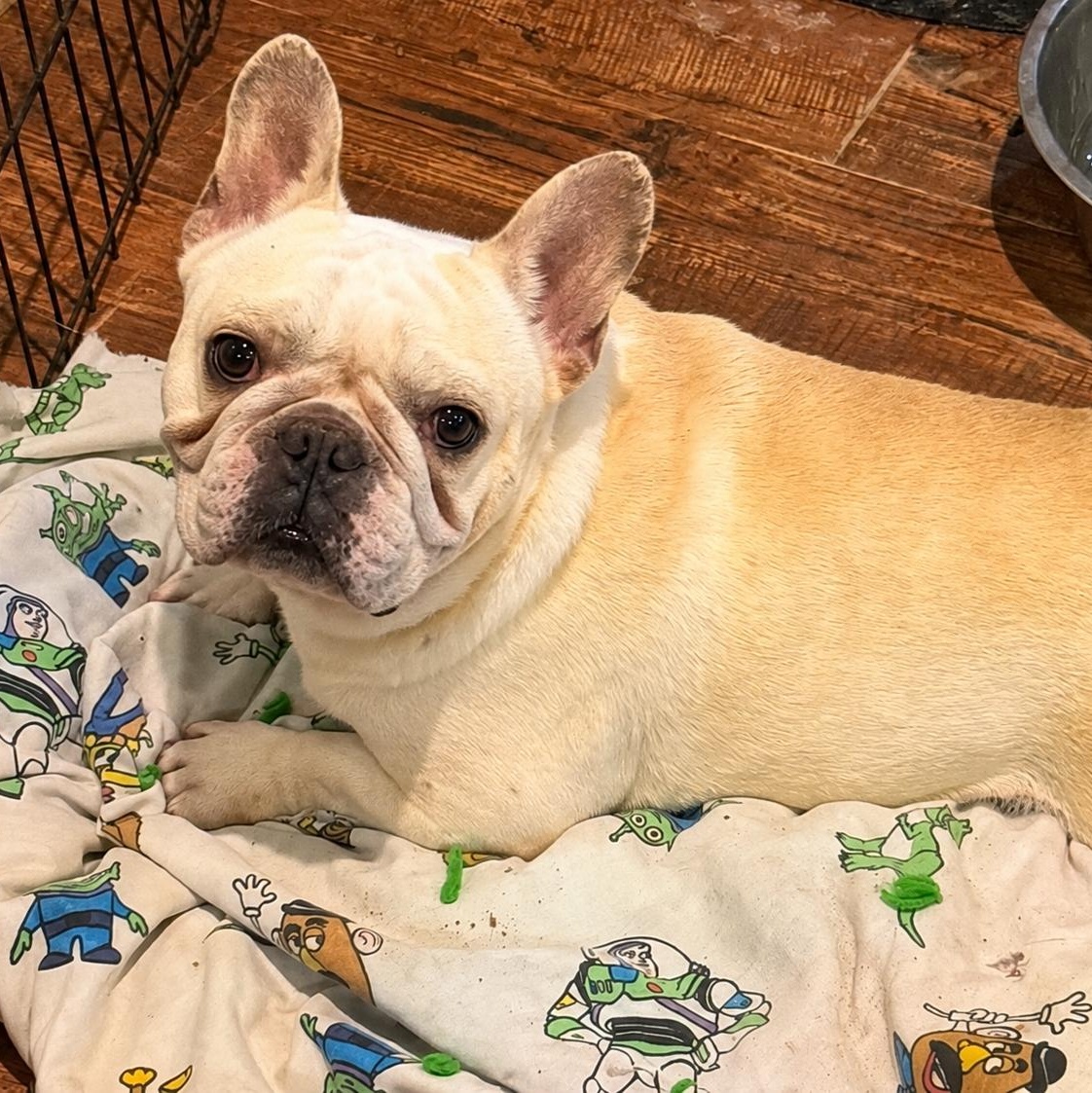 Hercules, a ADOPTABLE French Bulldog in Pelham, NH image 2/6