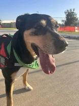 Enlarge Ansley, a Adoptable mixed breed in Denton, TX image 2/3