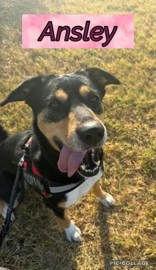 Ansley, Adoptable, Adult Female Mixed Breed & German Shepherd Dog.