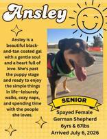 Enlarge Ansley, a Adoptable mixed breed in Denton, TX image 3/3