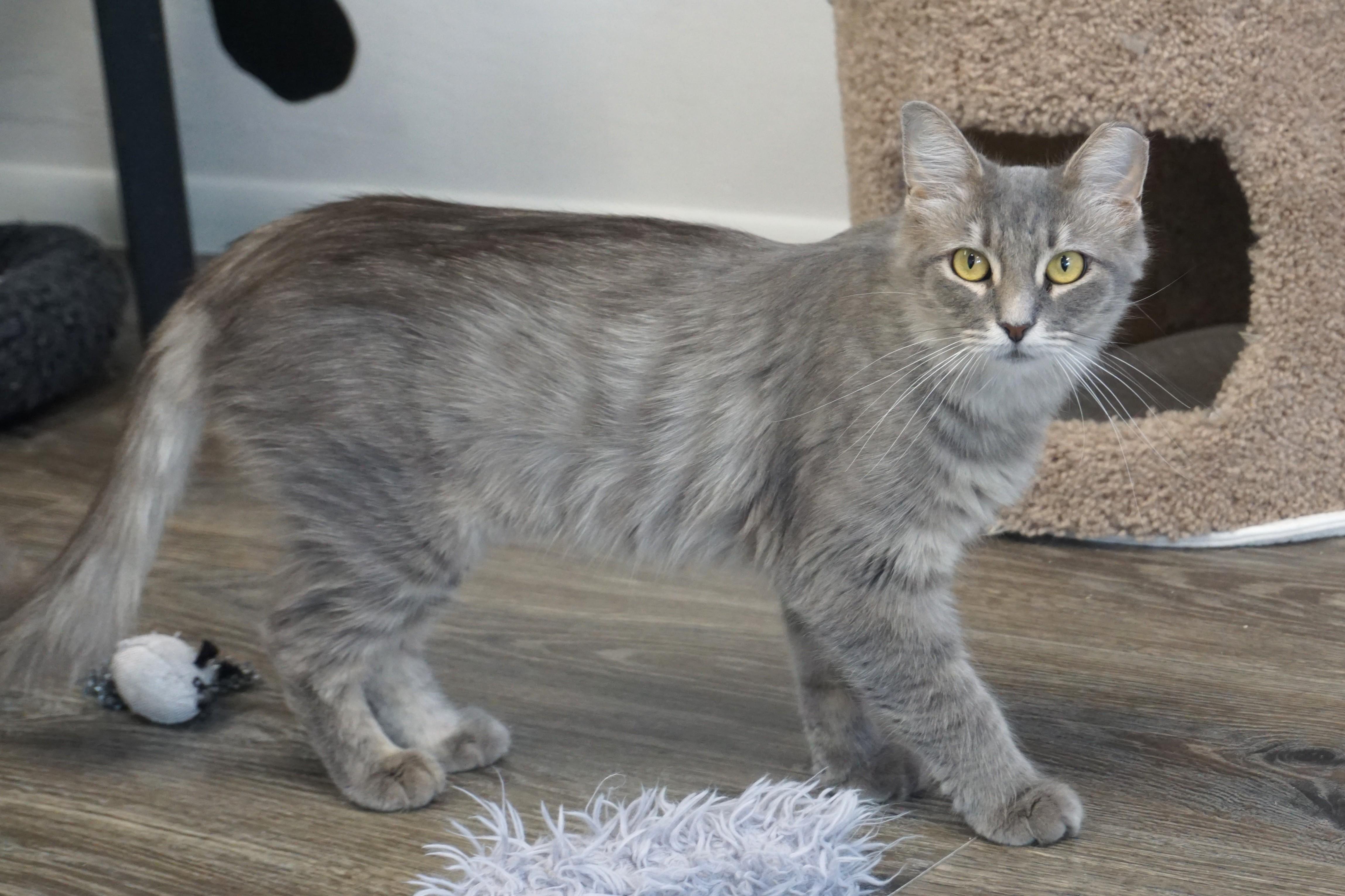 Enlarge Marlene, a Adoptable Domestic Medium Hair in Fountain Hills, AZ image 5/5