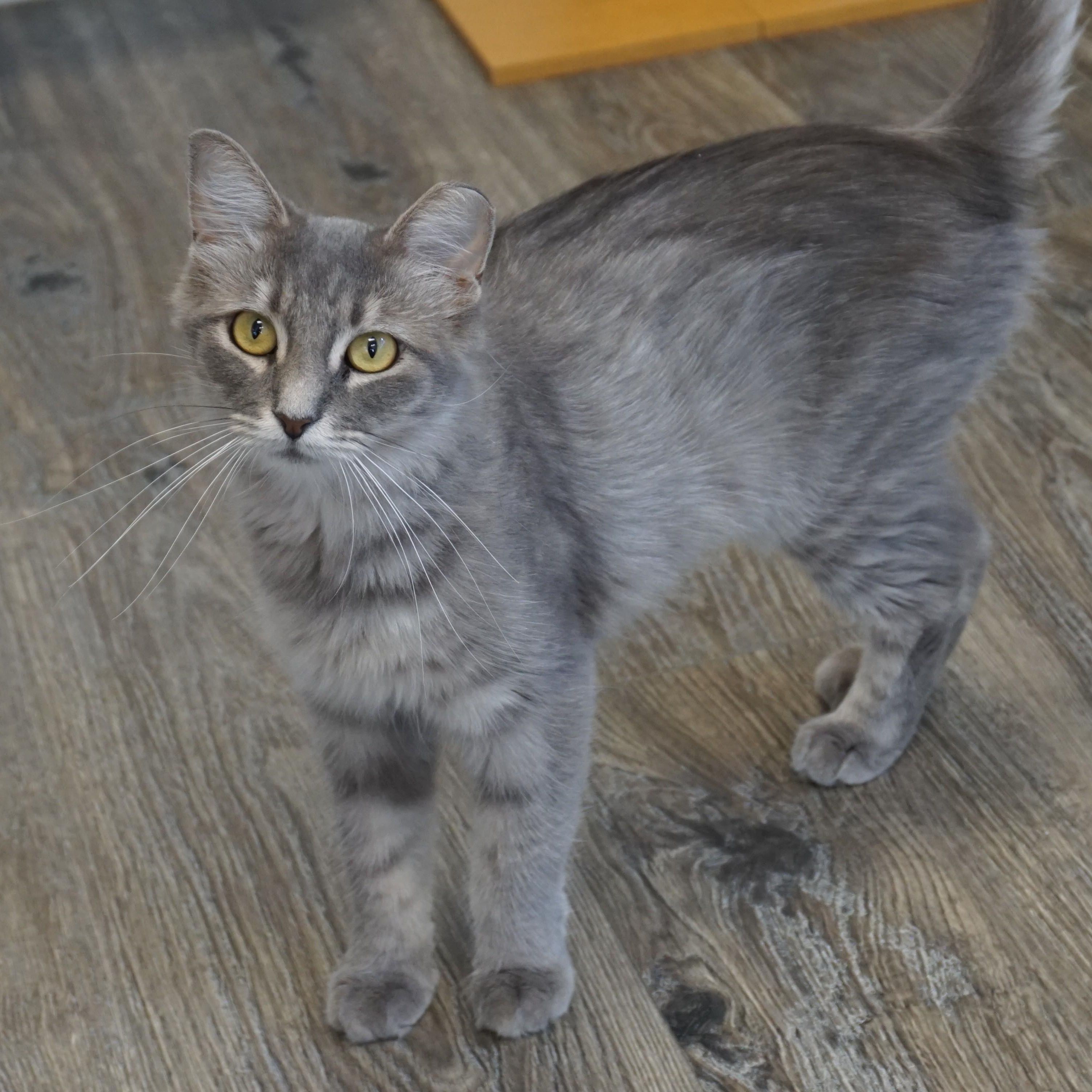 Enlarge Marlene, a Adoptable Domestic Medium Hair in Fountain Hills, AZ image 3/5