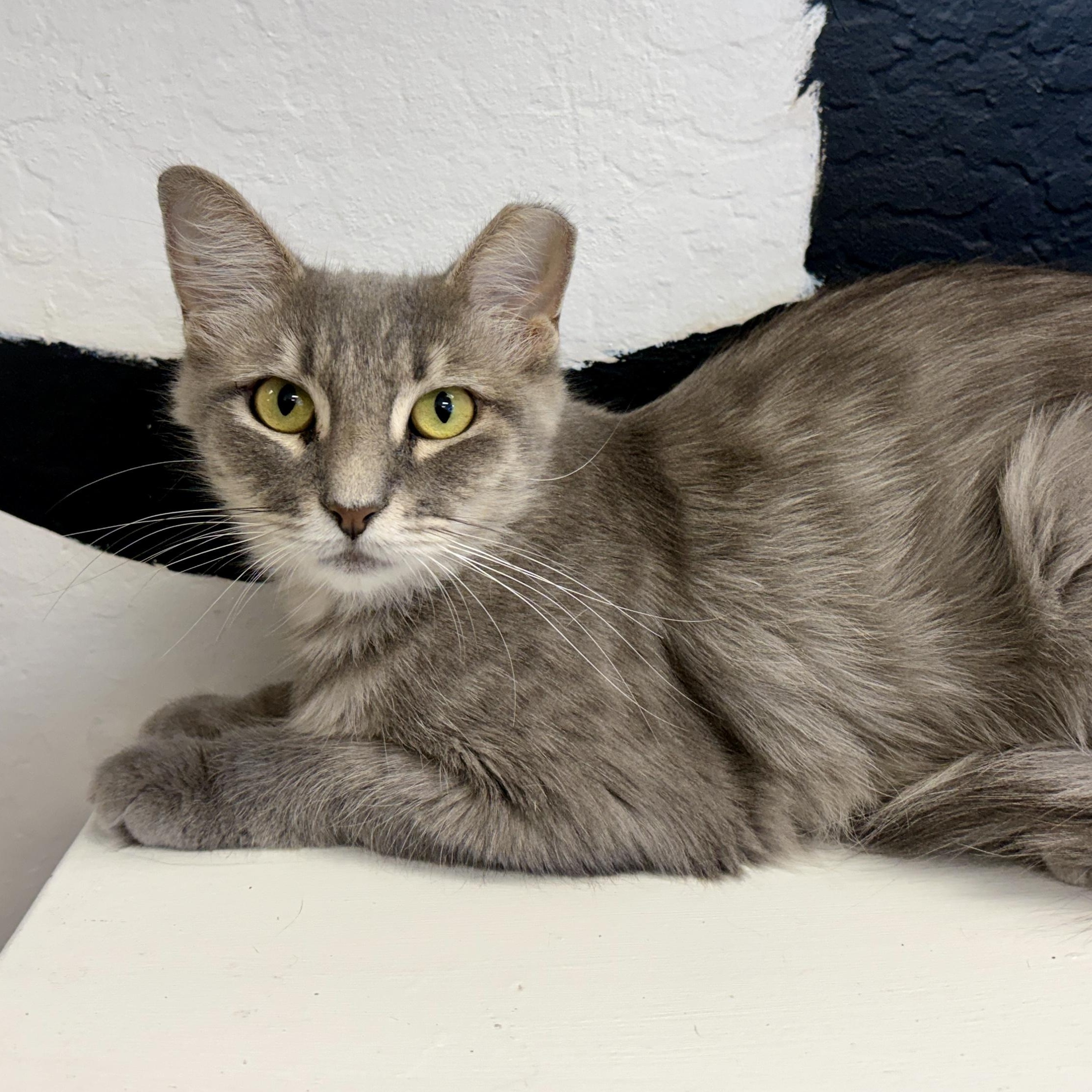 Enlarge Marlene, a Adoptable Domestic Medium Hair in Fountain Hills, AZ image 4/5
