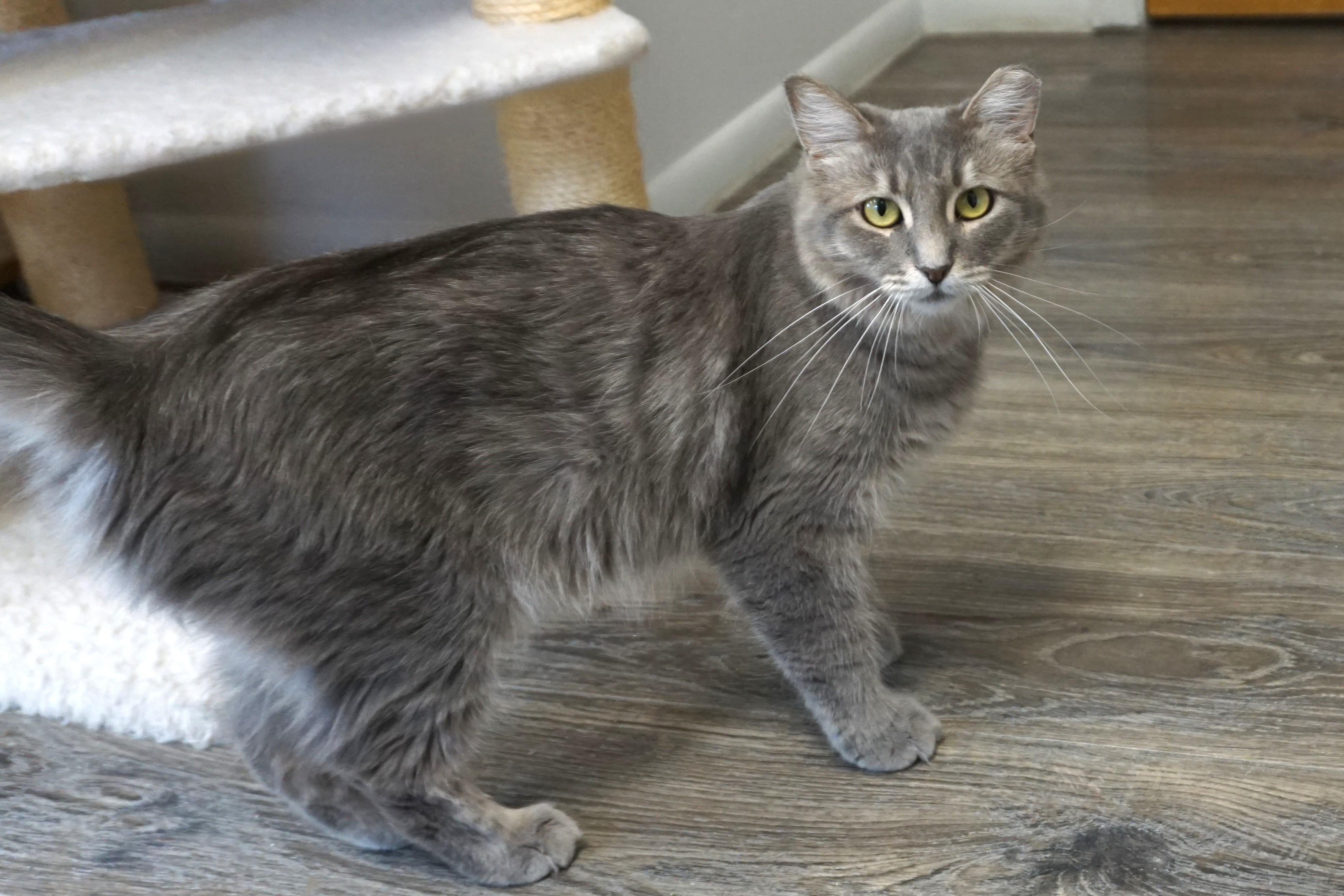 Enlarge Marlene, a Adoptable Domestic Medium Hair in Fountain Hills, AZ image 2/5