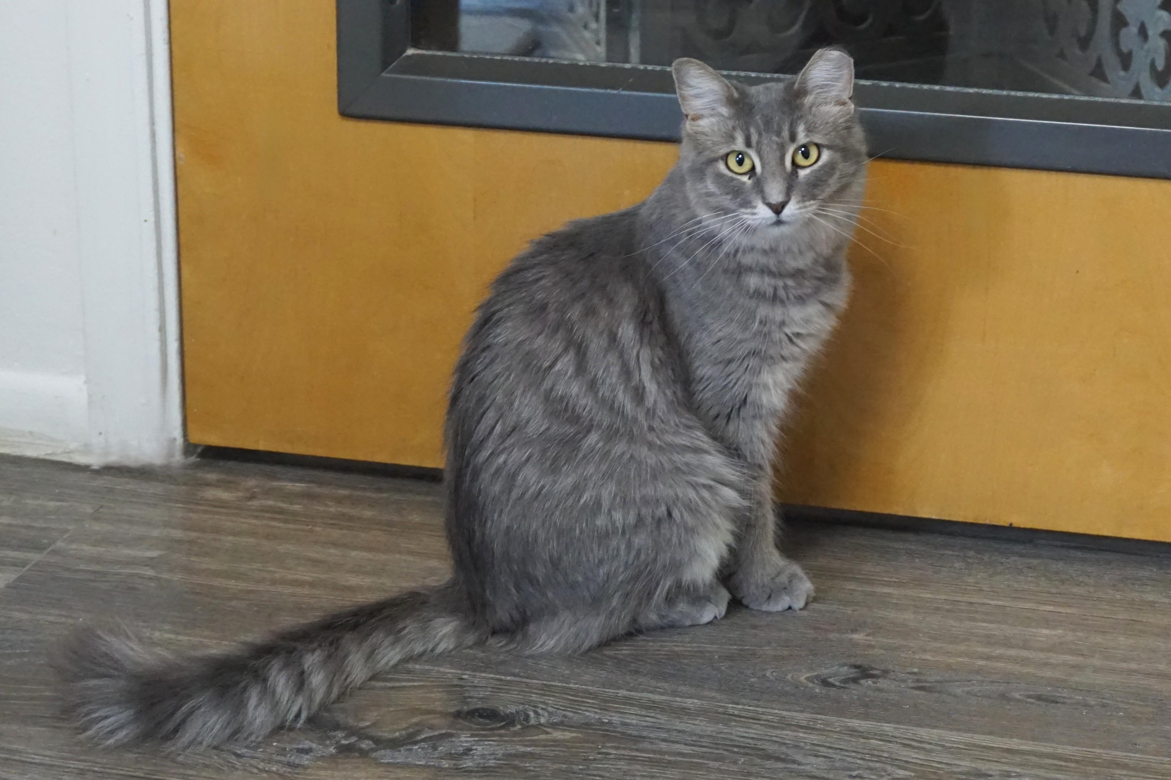 Enlarge Marlene, a Adoptable Domestic Medium Hair in Fountain Hills, AZ image 1/5