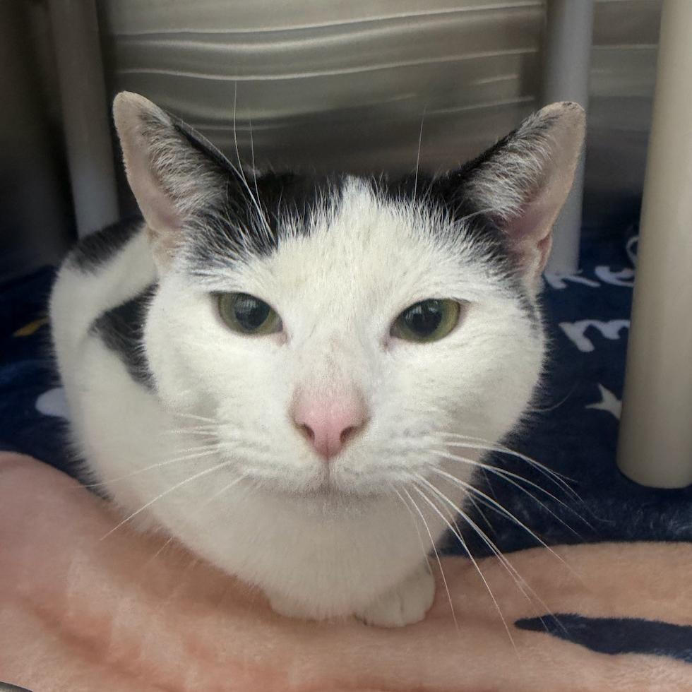 Enlarge Dottie, a Adoptable Domestic Short Hair in Walden, NY image 1/1