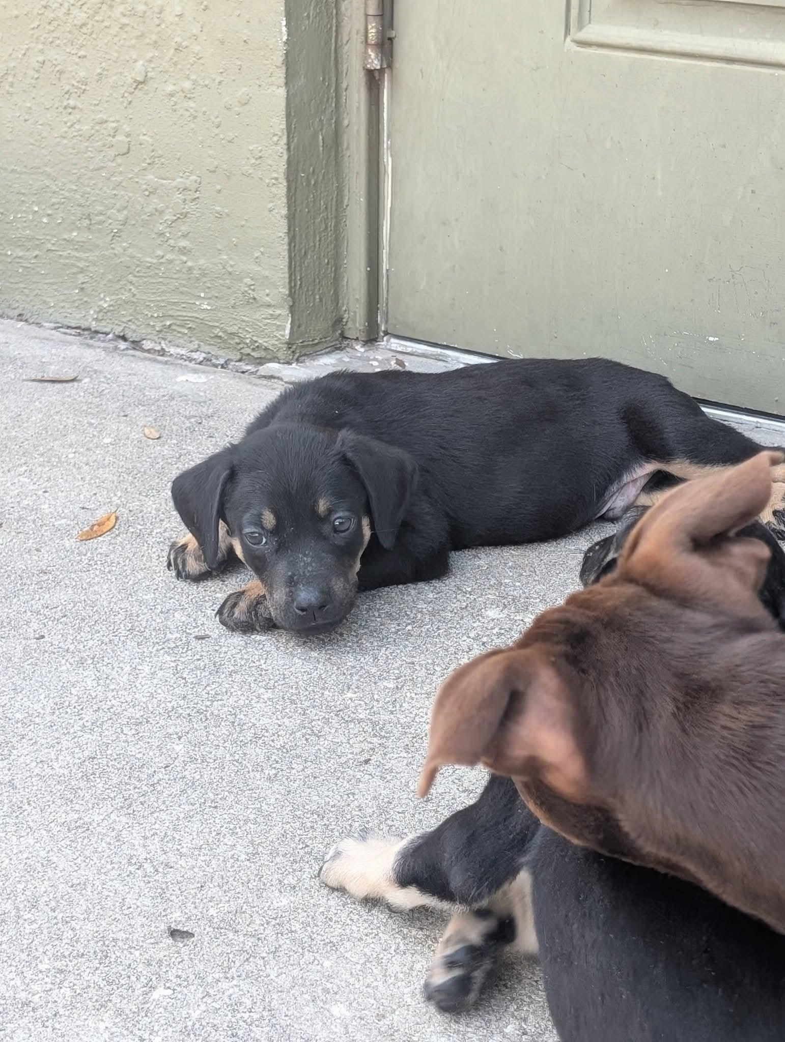 Enlarge Tommy, a ADOPTABLE mixed breed in Weeki Wachee, FL image 4/6