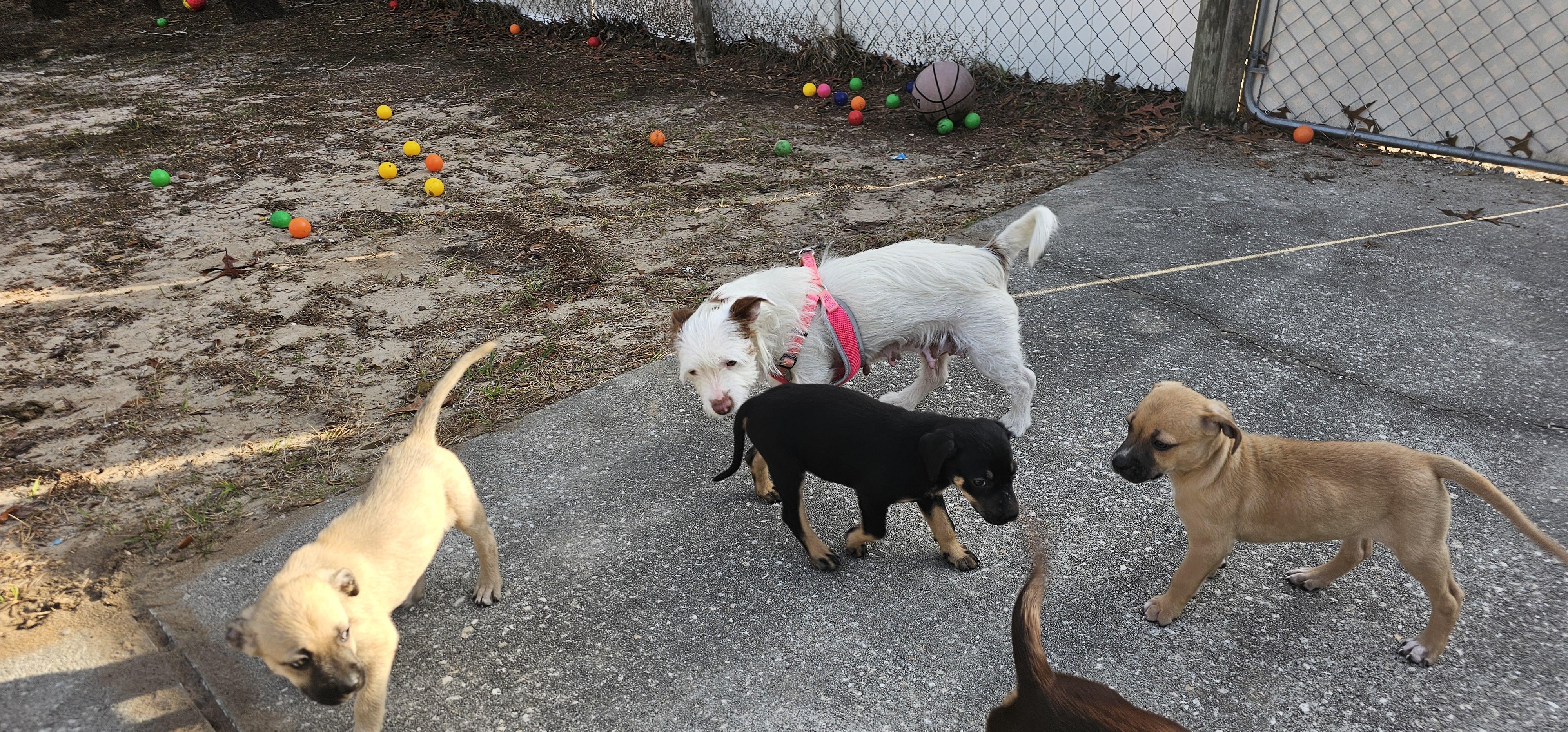 Enlarge Tommy, a ADOPTABLE mixed breed in Weeki Wachee, FL image 3/6