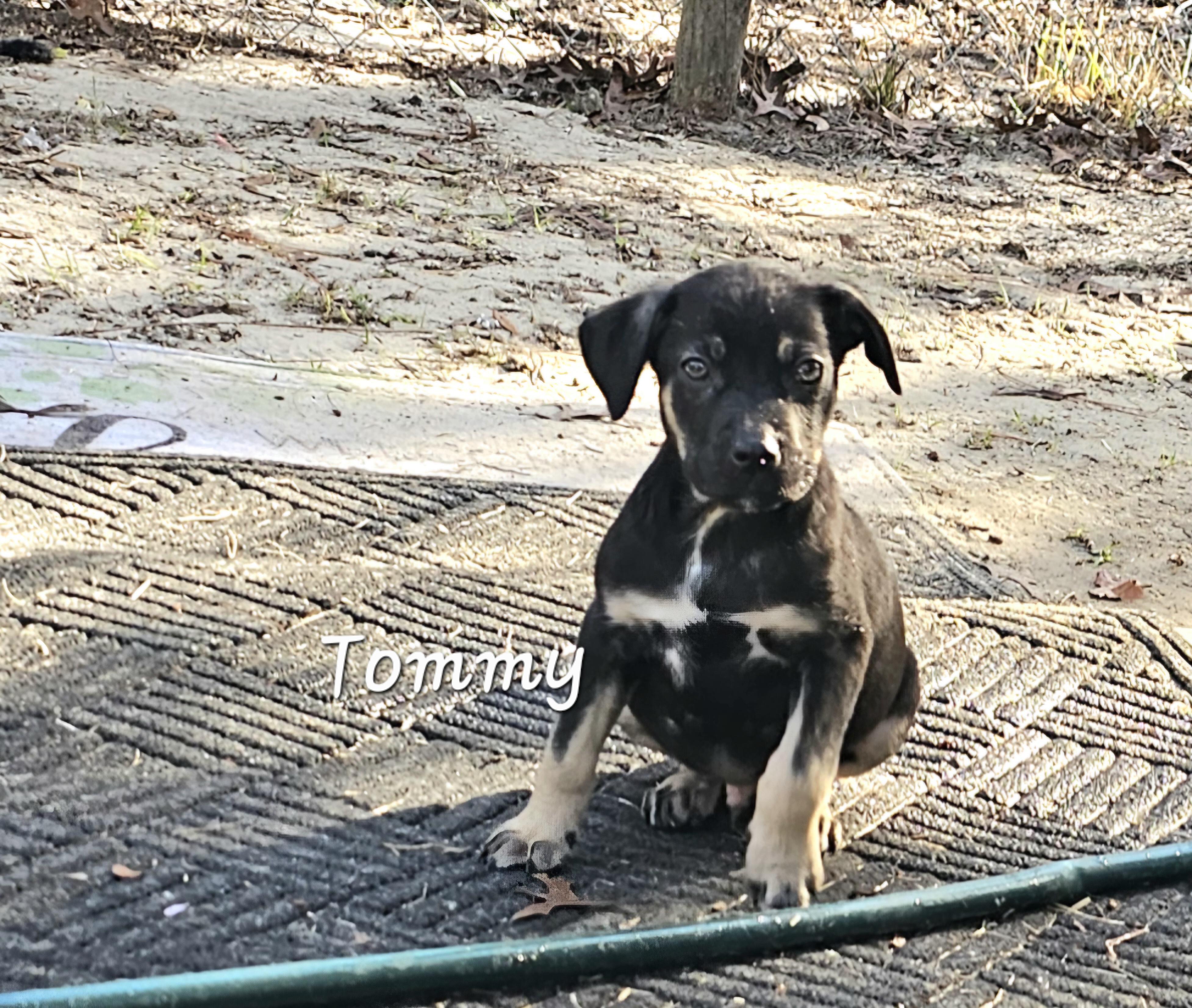 Enlarge Tommy, a ADOPTABLE mixed breed in Weeki Wachee, FL image 1/6