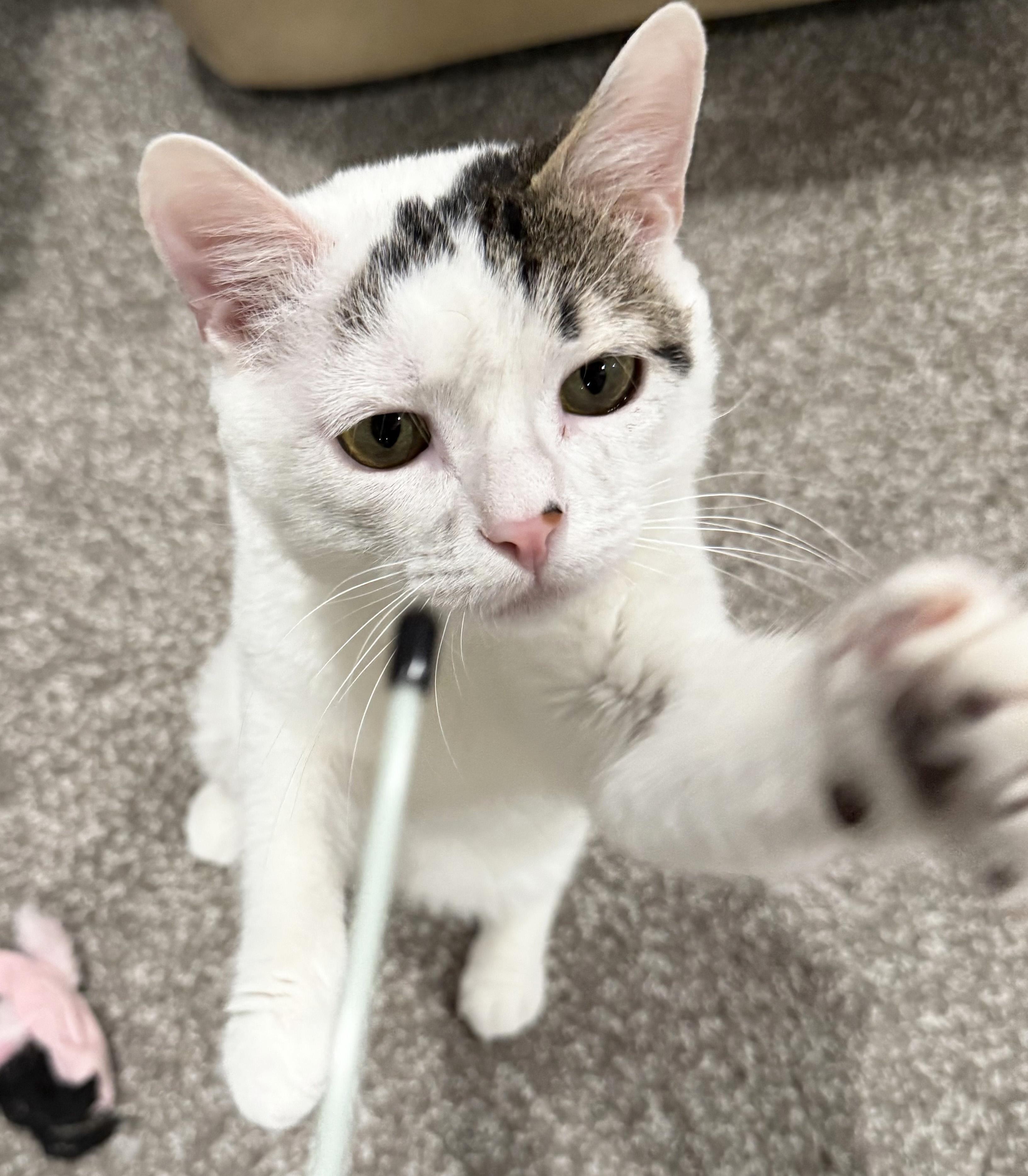 Enlarge Munchkin, a ADOPTABLE Domestic Short Hair in Manhattan, KS image 4/6