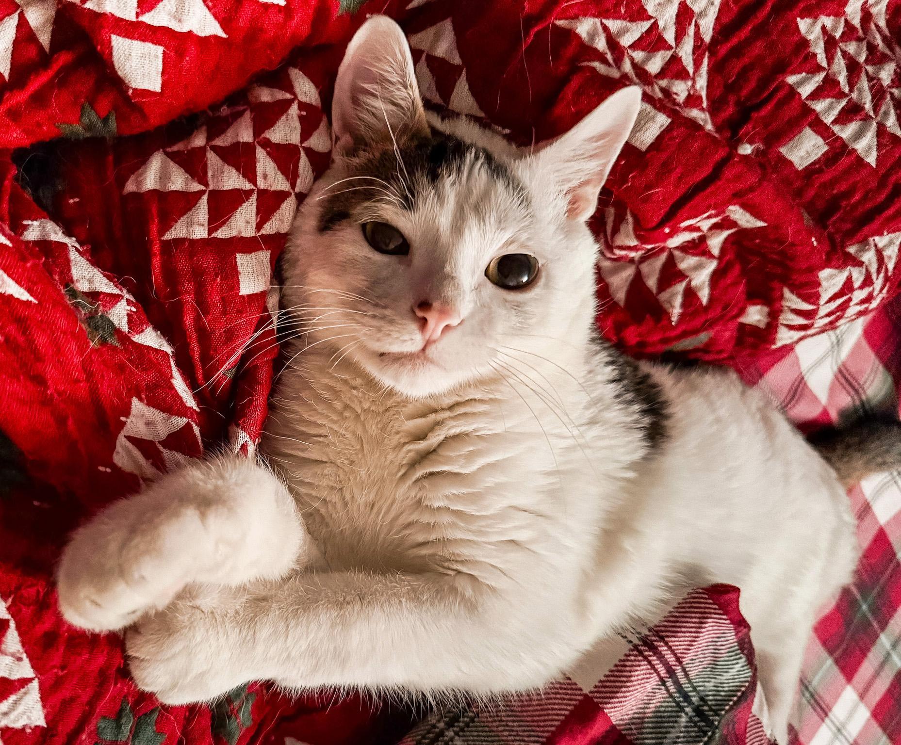 Munchkin, ADOPTABLE, Young Male Domestic Short Hair.