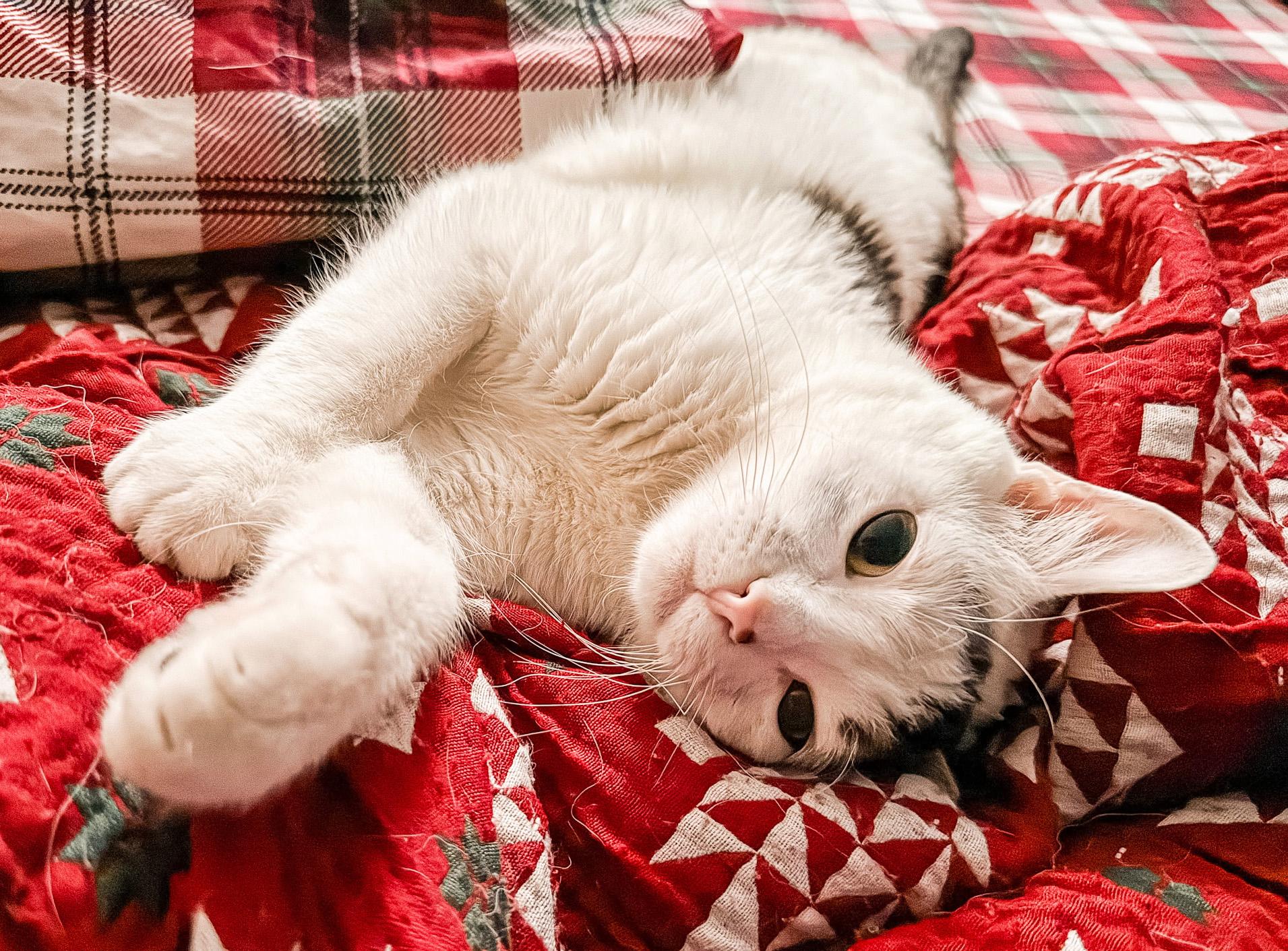 Enlarge Munchkin, a ADOPTABLE Domestic Short Hair in Manhattan, KS image 6/6