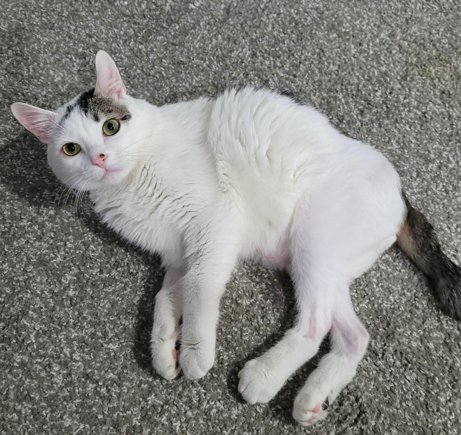 Enlarge Munchkin, a ADOPTABLE Domestic Short Hair in Manhattan, KS image 5/6