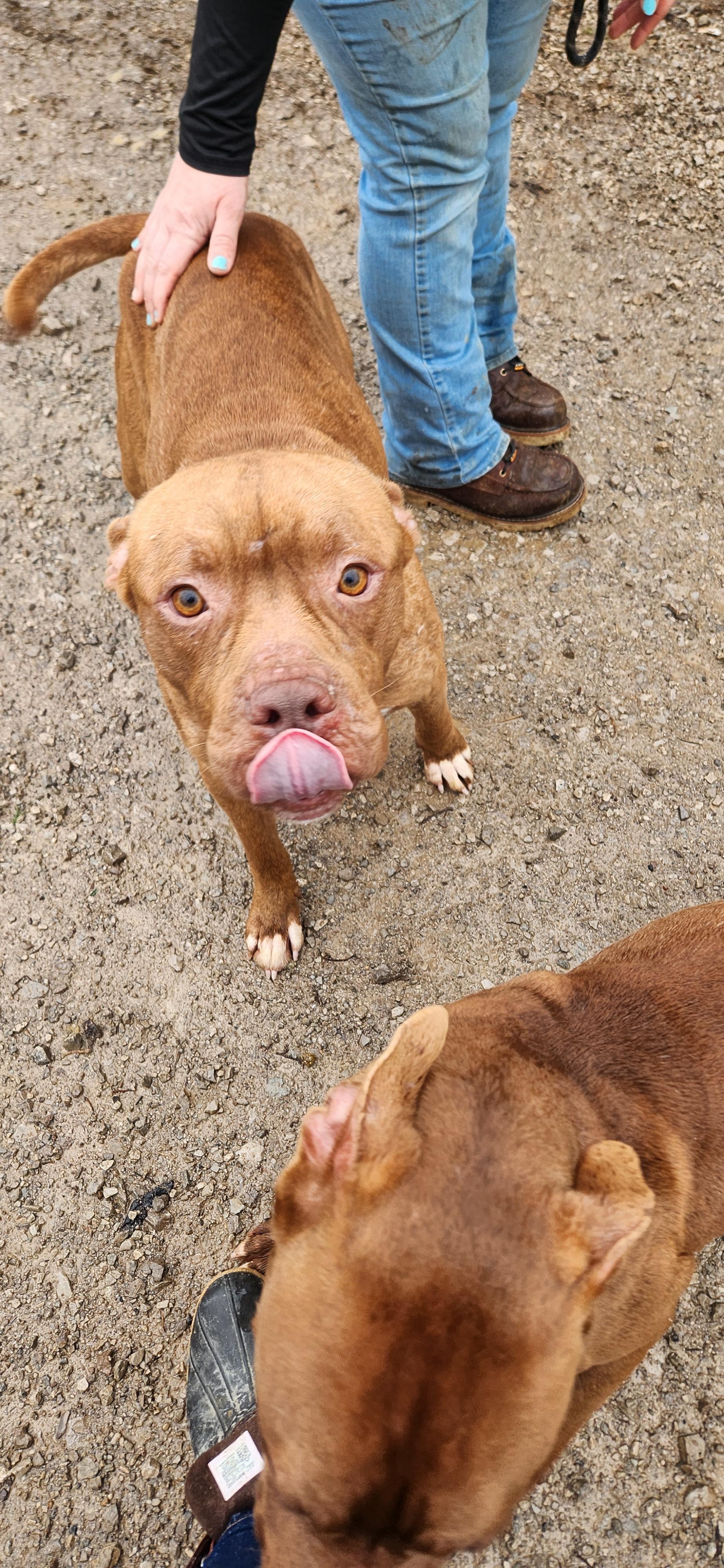 Enlarge Chong, a ADOPTABLE mixed breed in Berea, KY image 2/2