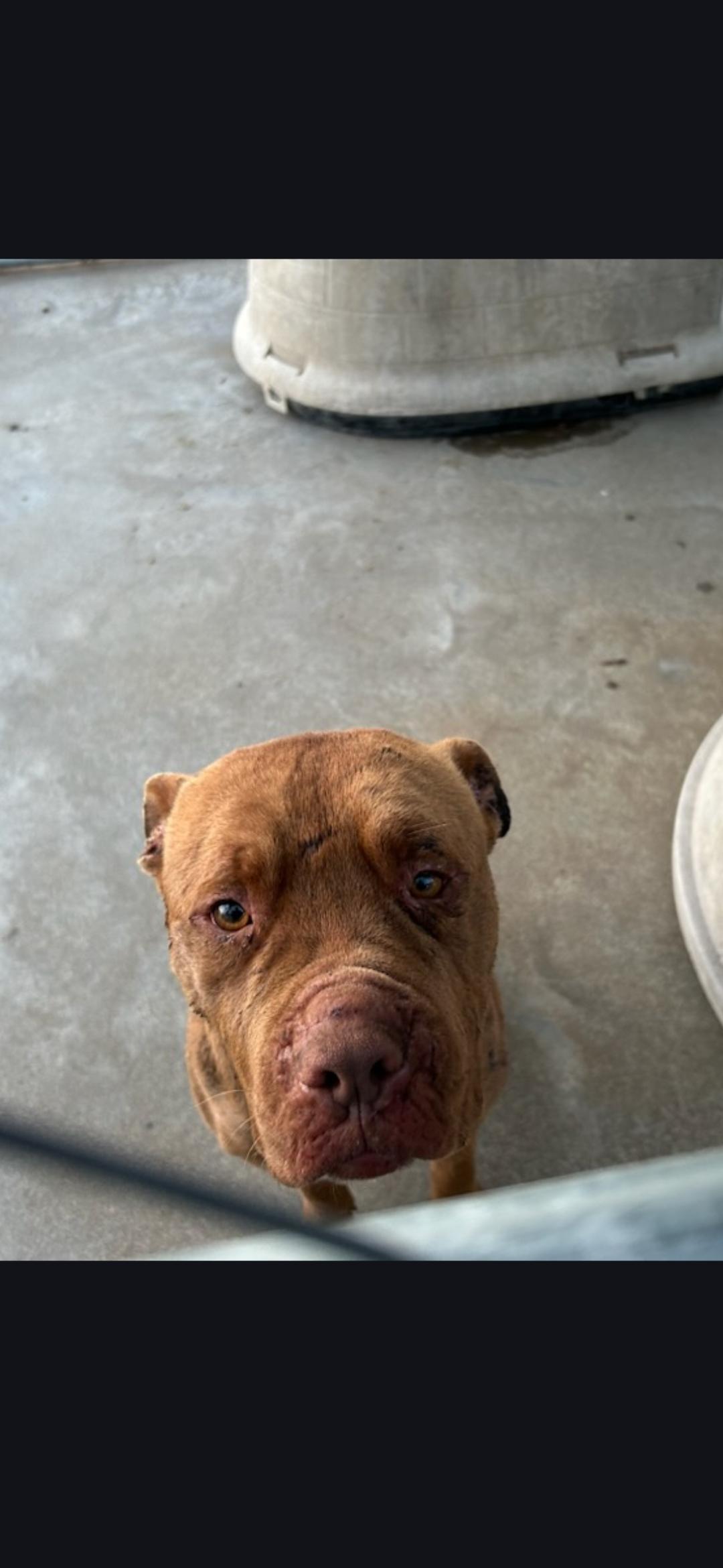 Enlarge Chong, a ADOPTABLE mixed breed in Berea, KY image 1/2