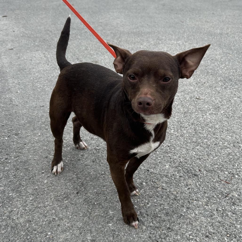 Pauly, Adoptable, Young Male Chihuahua & Mixed Breed.