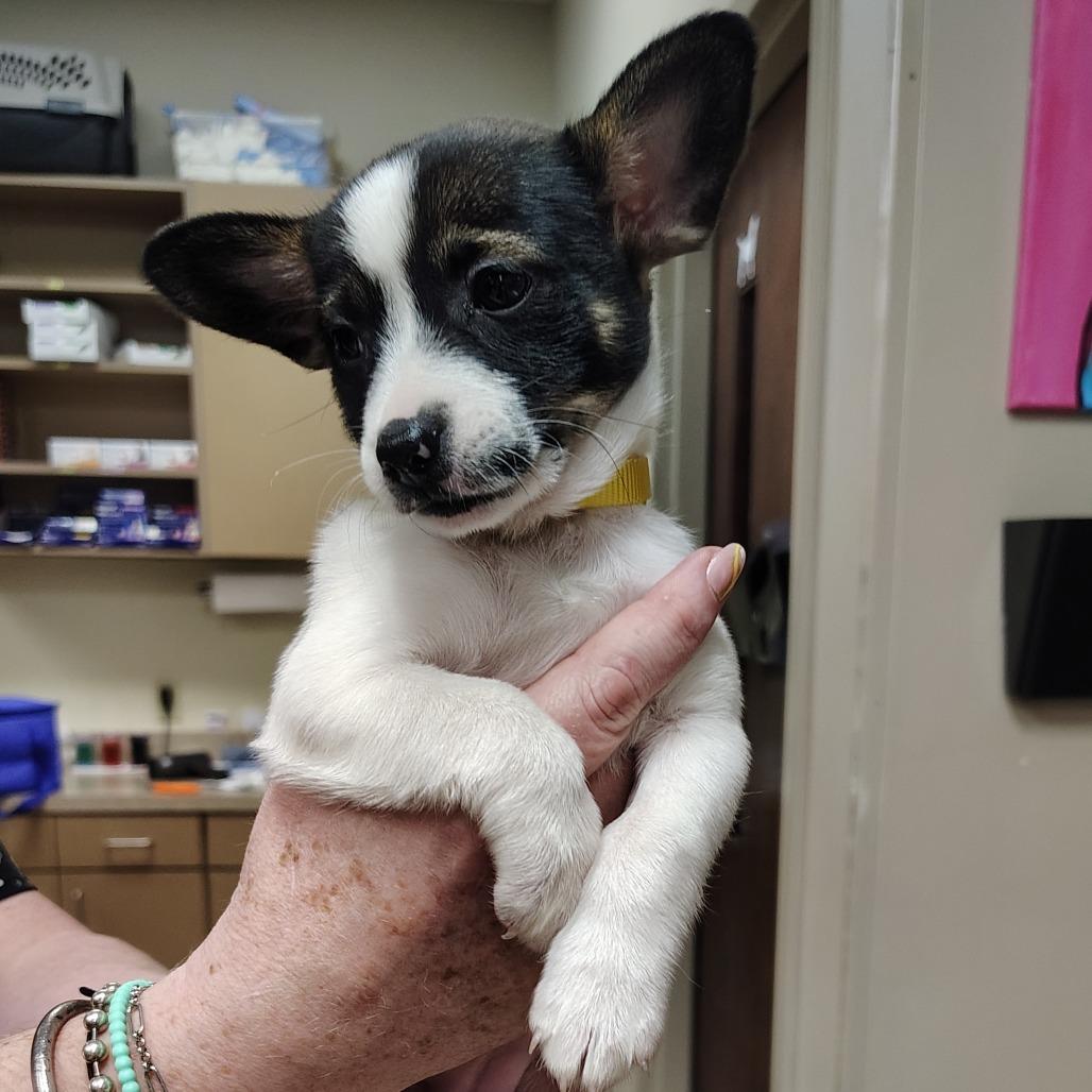 Regina George, an adopted mixed breed in Wilmington, NC image 2/2