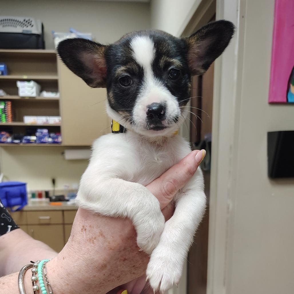 Regina George, an adopted mixed breed in Wilmington, NC image 1/2