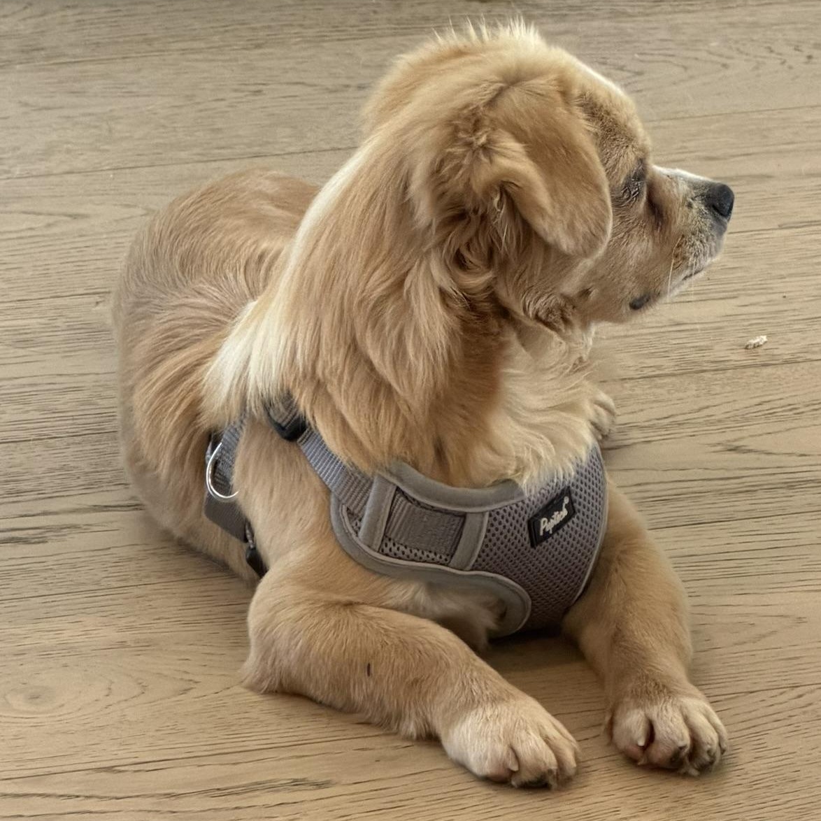 Enlarge Mr. Cuddle Bug Toby, a Adopted mixed breed in Ridgefield, WA image 5/5