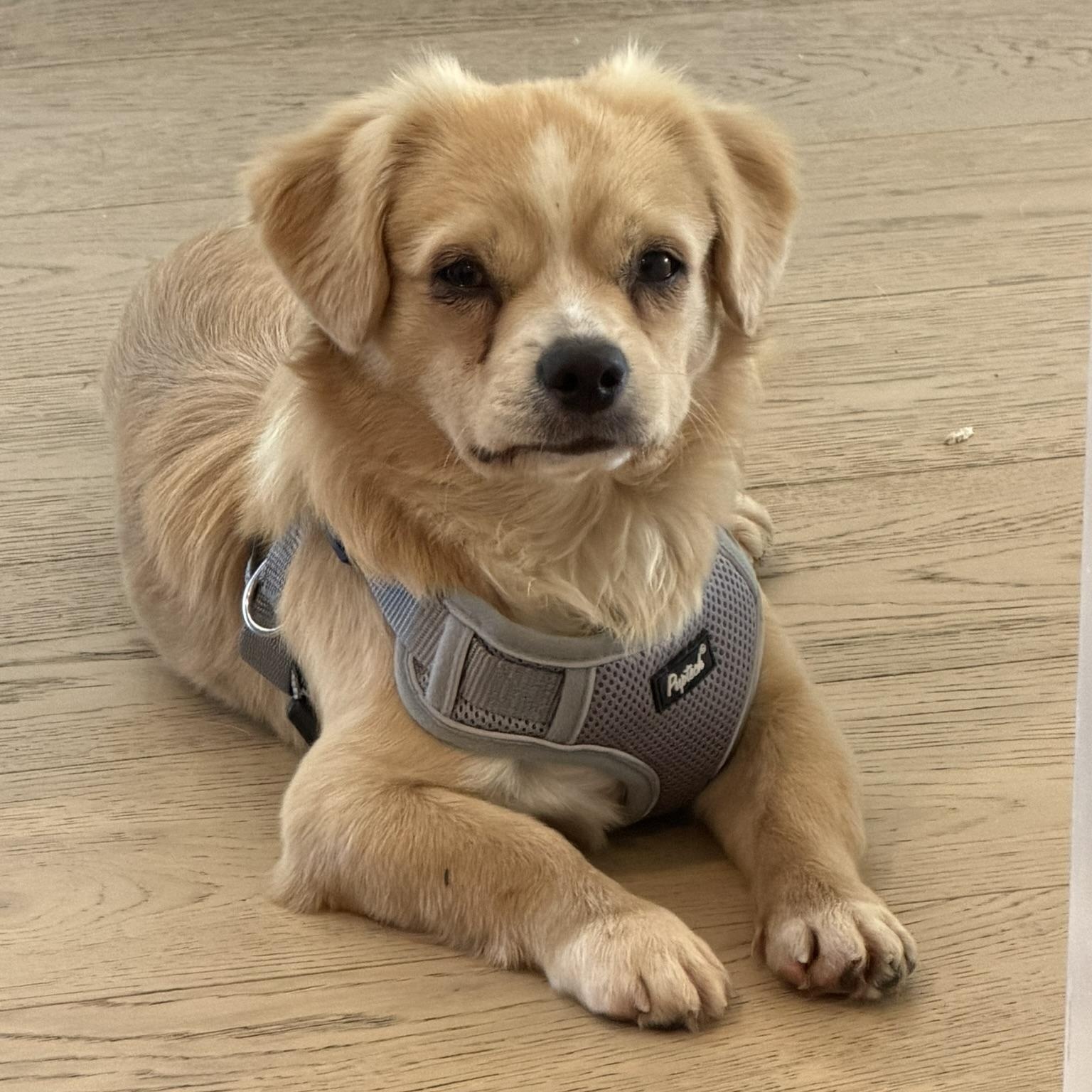 Enlarge Mr. Cuddle Bug Toby, a Adopted mixed breed in Ridgefield, WA image 1/5