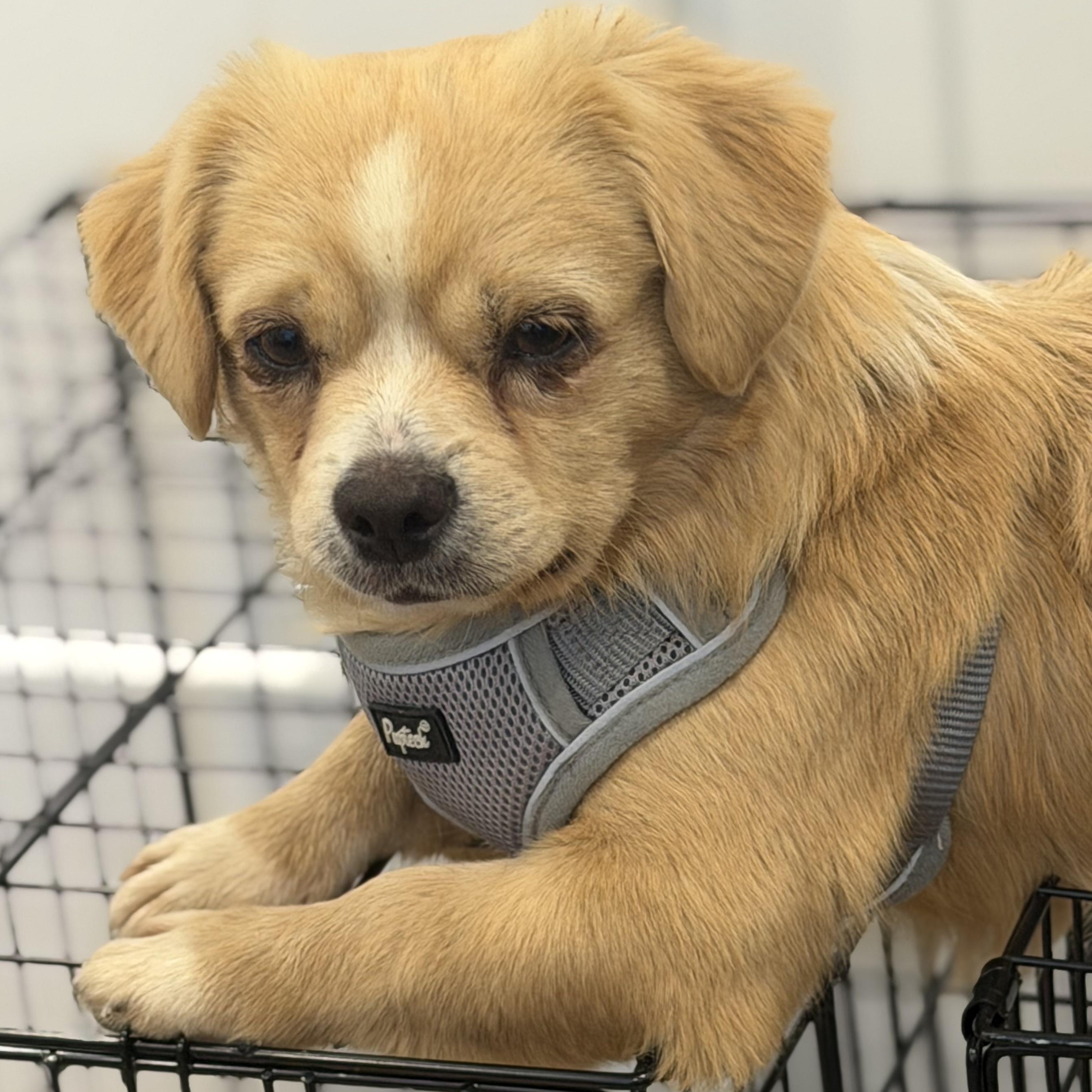 Enlarge Mr. Cuddle Bug Toby, a Adopted mixed breed in Ridgefield, WA image 2/5