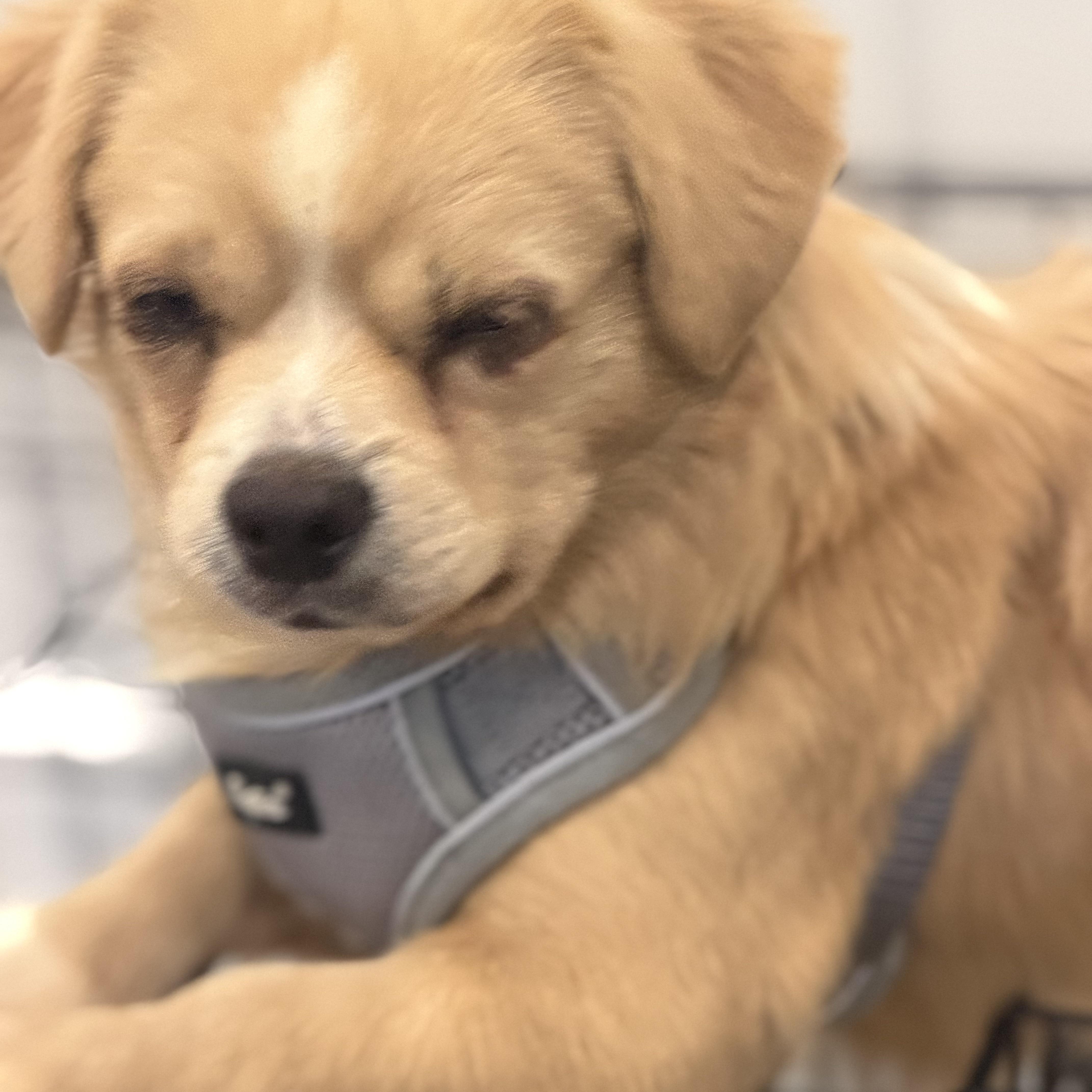 Enlarge Mr. Cuddle Bug Toby, a Adopted mixed breed in Ridgefield, WA image 4/5