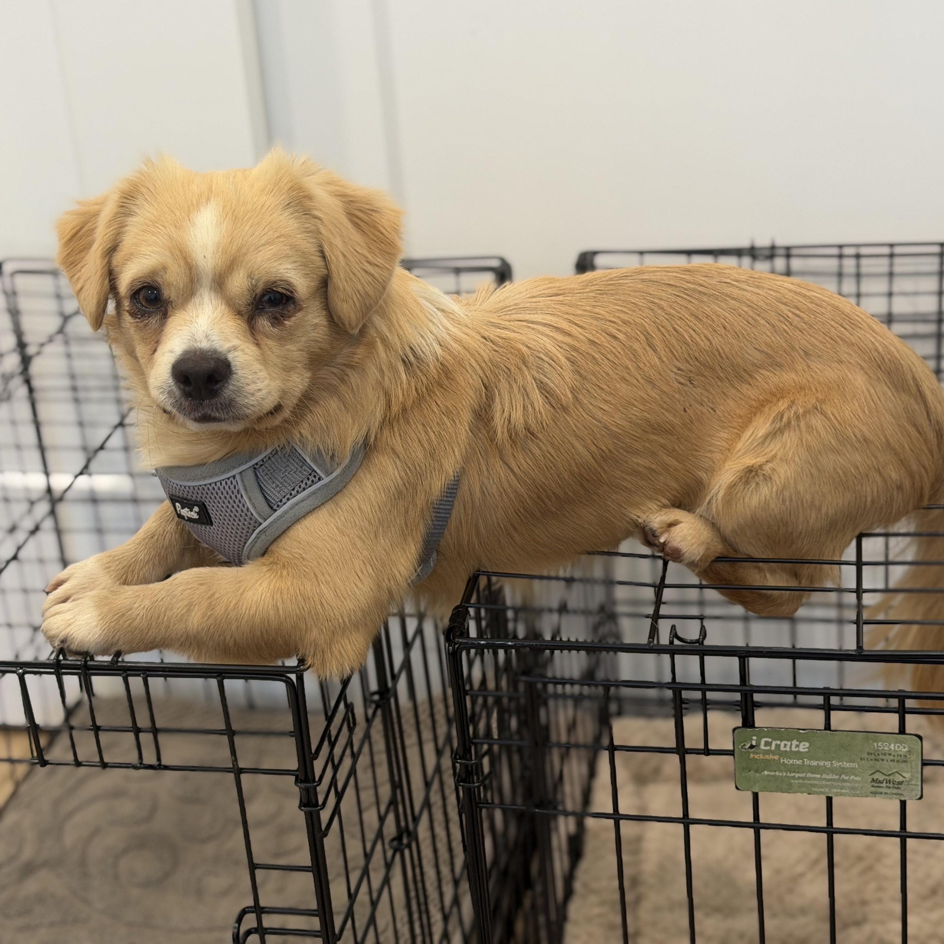Enlarge Mr. Cuddle Bug Toby, a Adopted mixed breed in Ridgefield, WA image 3/5