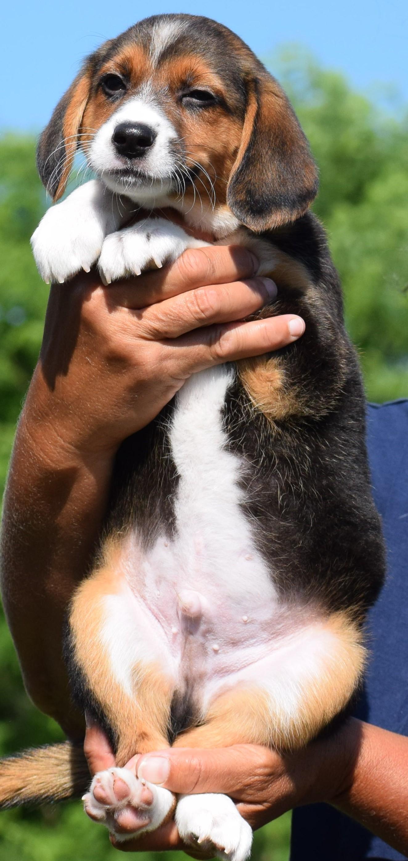 Enlarge Bruno-Available www.lhar.dog to apply, an adoptable mixed breed in Frederick, MD image 5/6