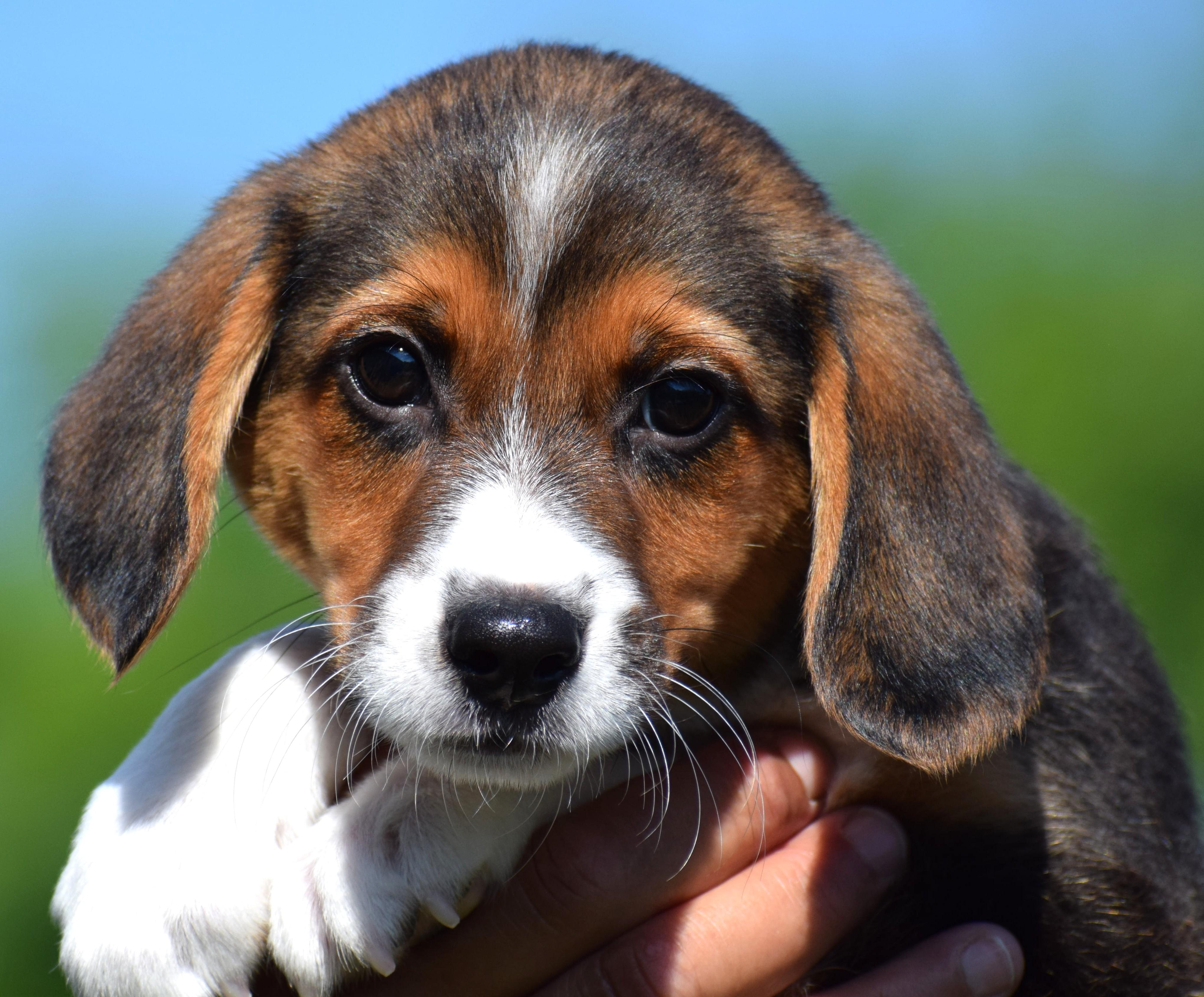 Enlarge Bruno-Available www.lhar.dog to apply, an adoptable mixed breed in Frederick, MD image 2/6