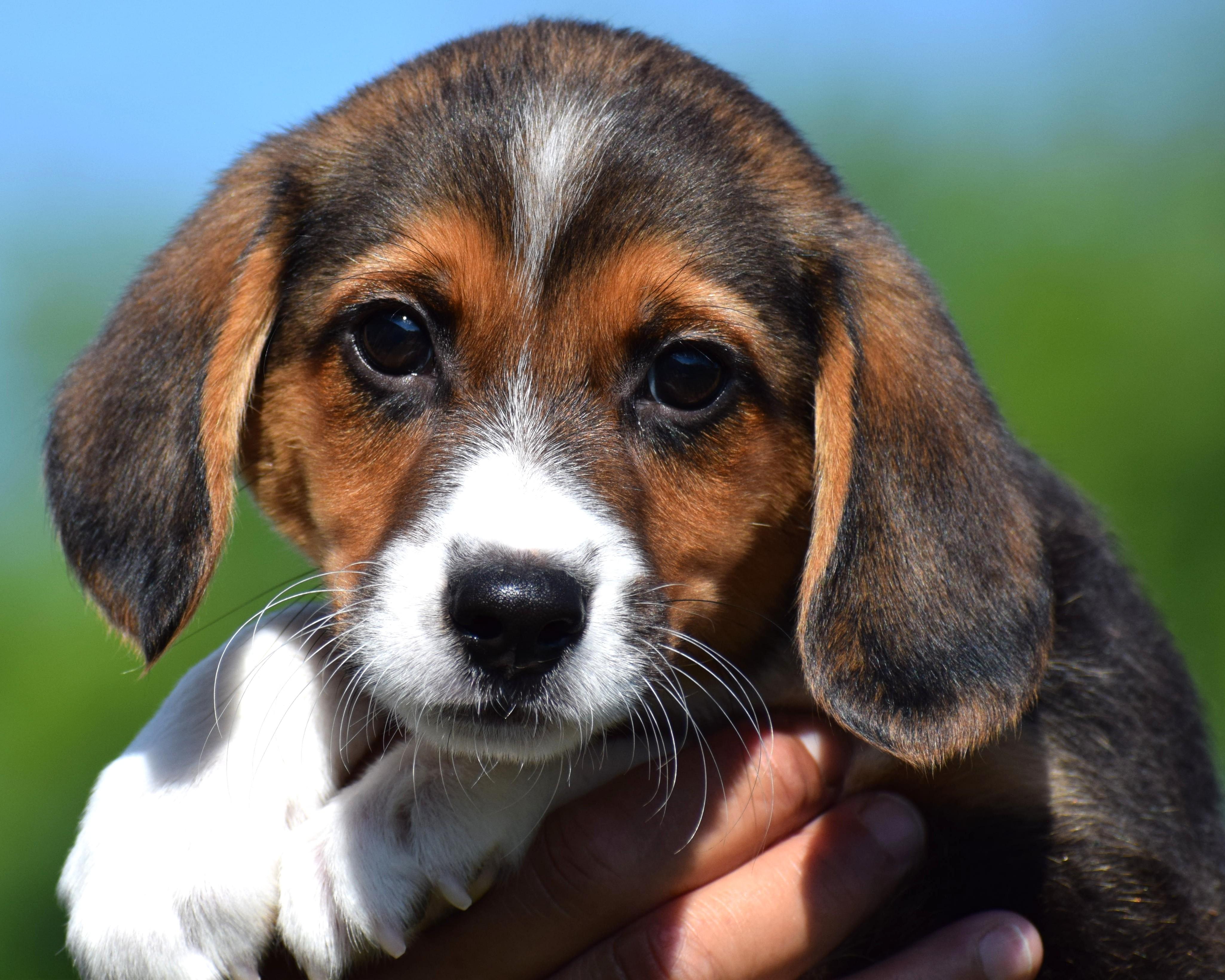 Enlarge Bruno-Available www.lhar.dog to apply, an adoptable mixed breed in Frederick, MD image 4/6