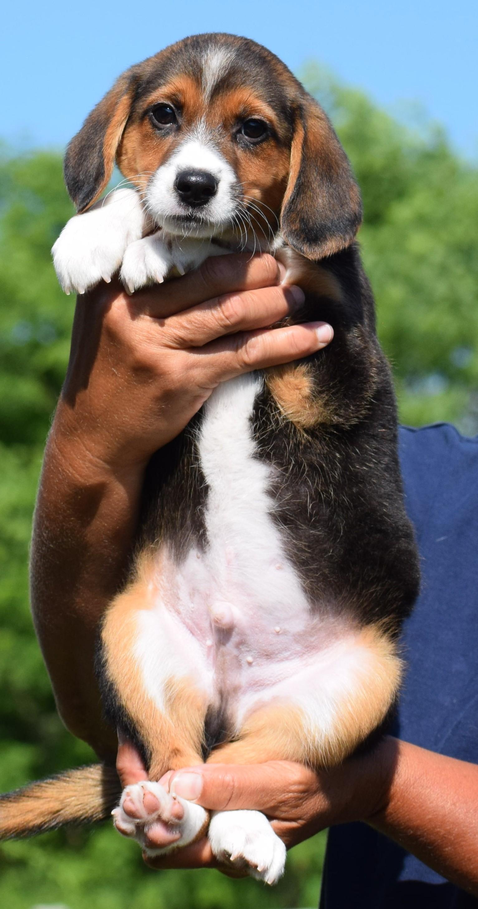 Enlarge Bruno-Available www.lhar.dog to apply, an adoptable mixed breed in Frederick, MD image 3/6