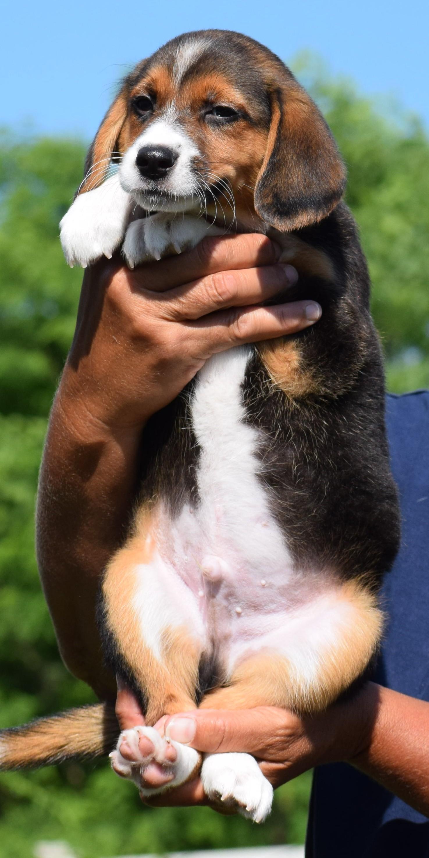 Enlarge Bruno-Available www.lhar.dog to apply, an adoptable mixed breed in Frederick, MD image 6/6