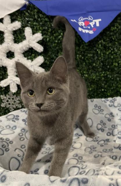 SLEET, Adoptable, Kitten Male Domestic Short Hair.