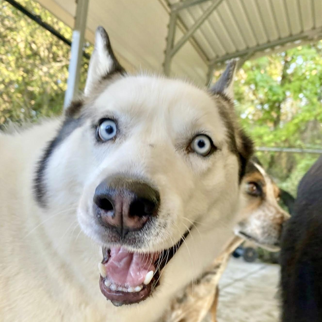 Enlarge Pearl, a Adoptable mixed breed in Portland, OR image 3/6