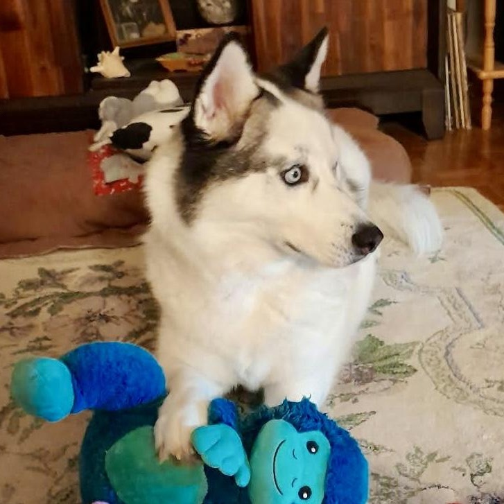 Enlarge Pearl, a Adoptable mixed breed in Portland, OR image 4/6
