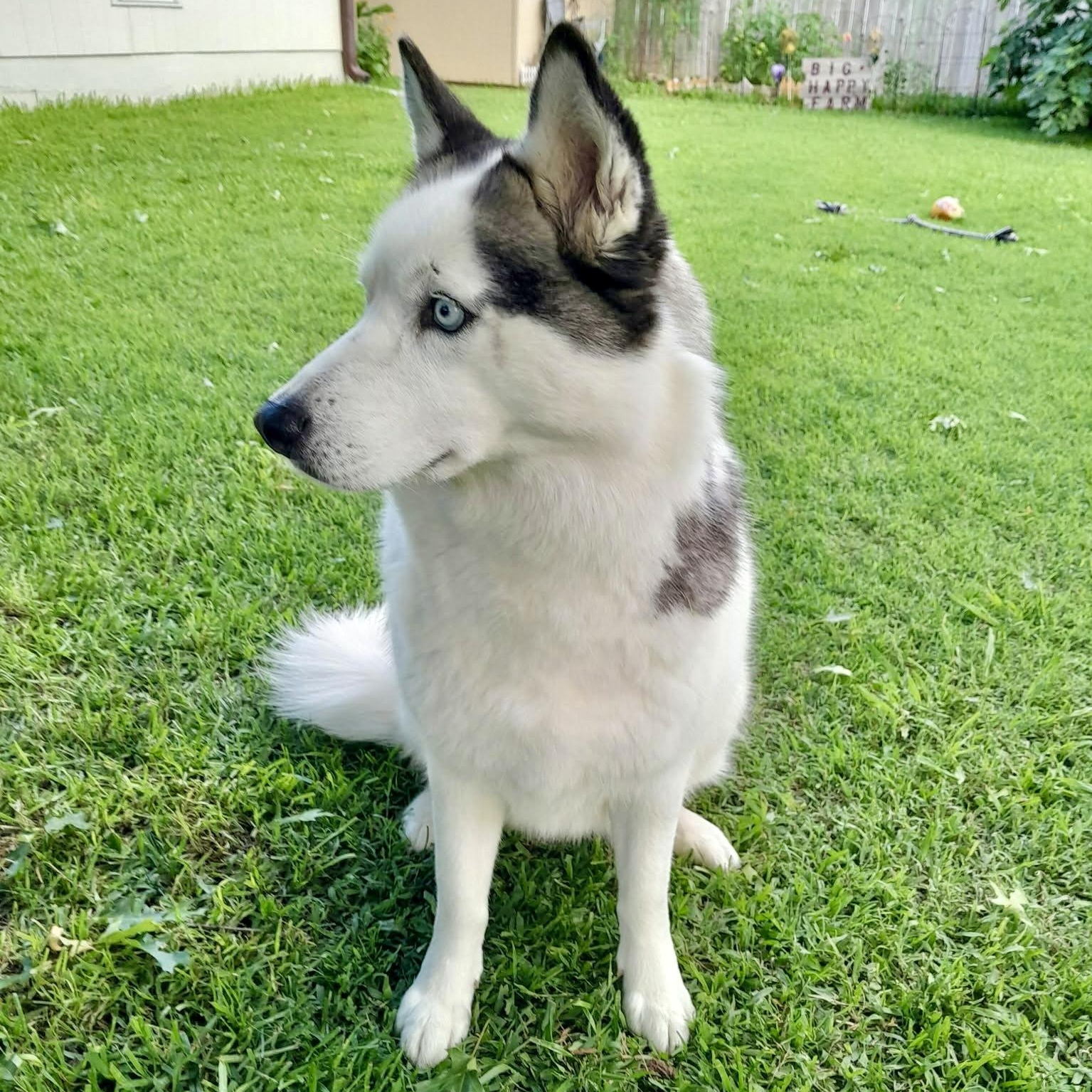 Enlarge Pearl, a Adoptable mixed breed in Portland, OR image 6/6