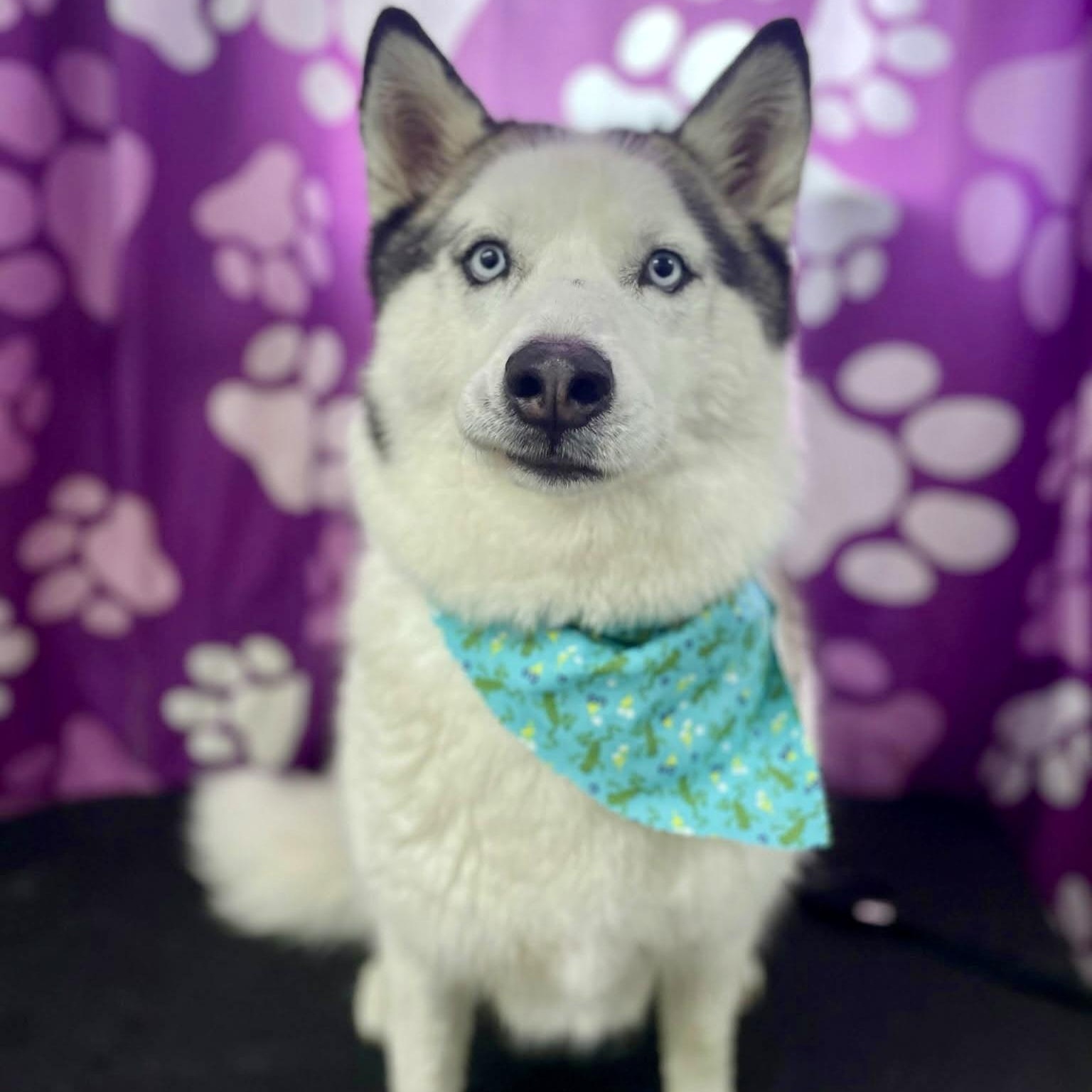 Pearl, Adoptable, Adult Female Husky & Siberian Husky.