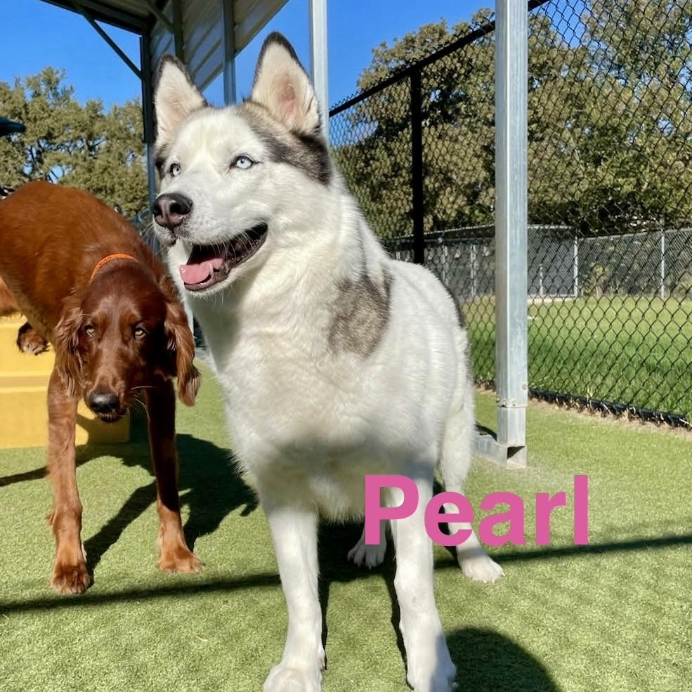 Enlarge Pearl, a Adoptable mixed breed in Portland, OR image 5/6