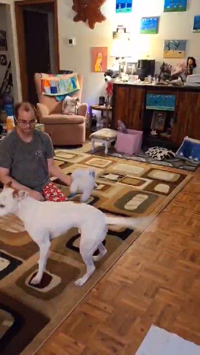 Enlarge Pearl, a Adoptable mixed breed in Portland, OR video 2/6