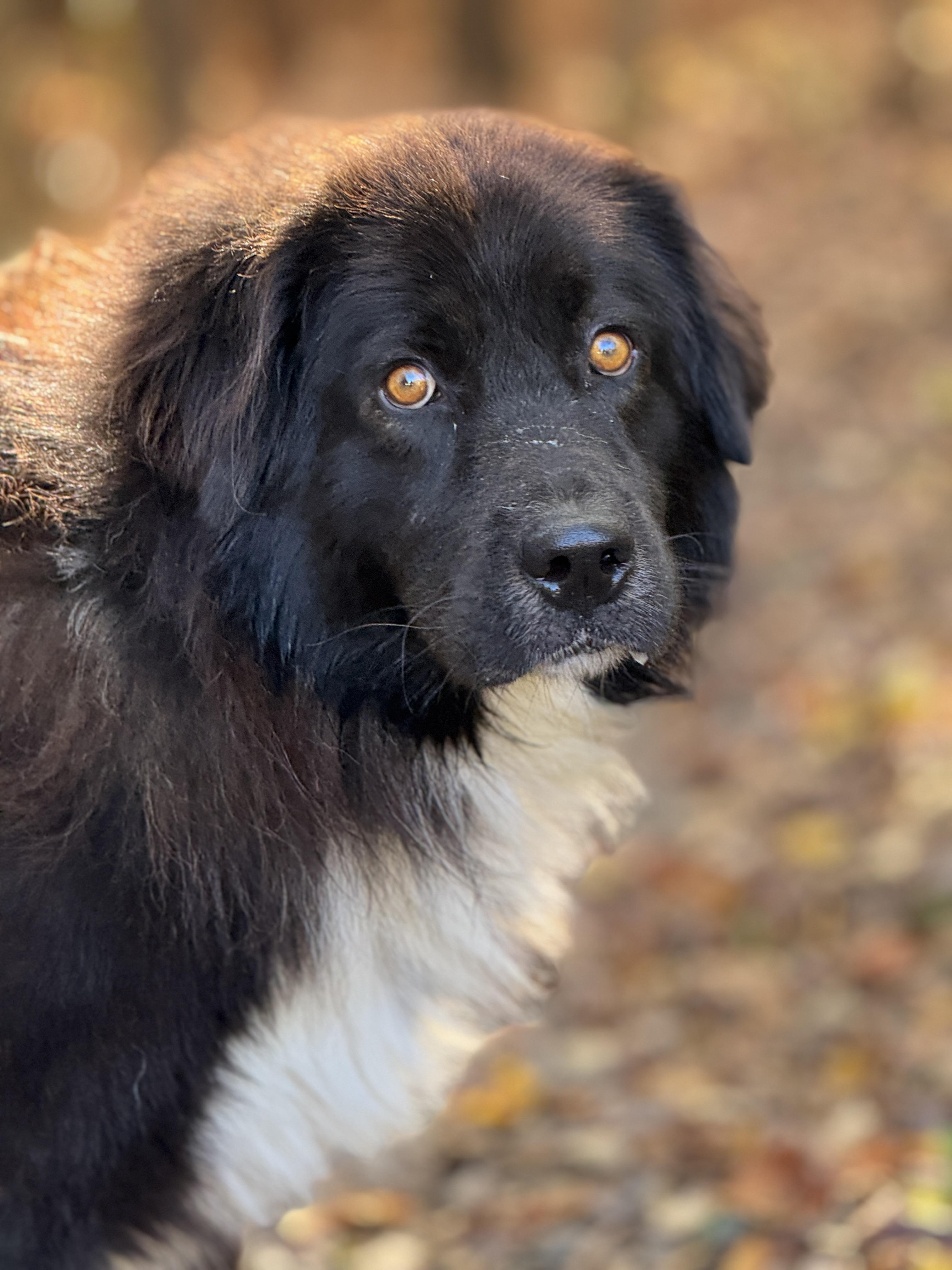 Enlarge Rufus, a Adoptable mixed breed in Richmond, VA image 2/5