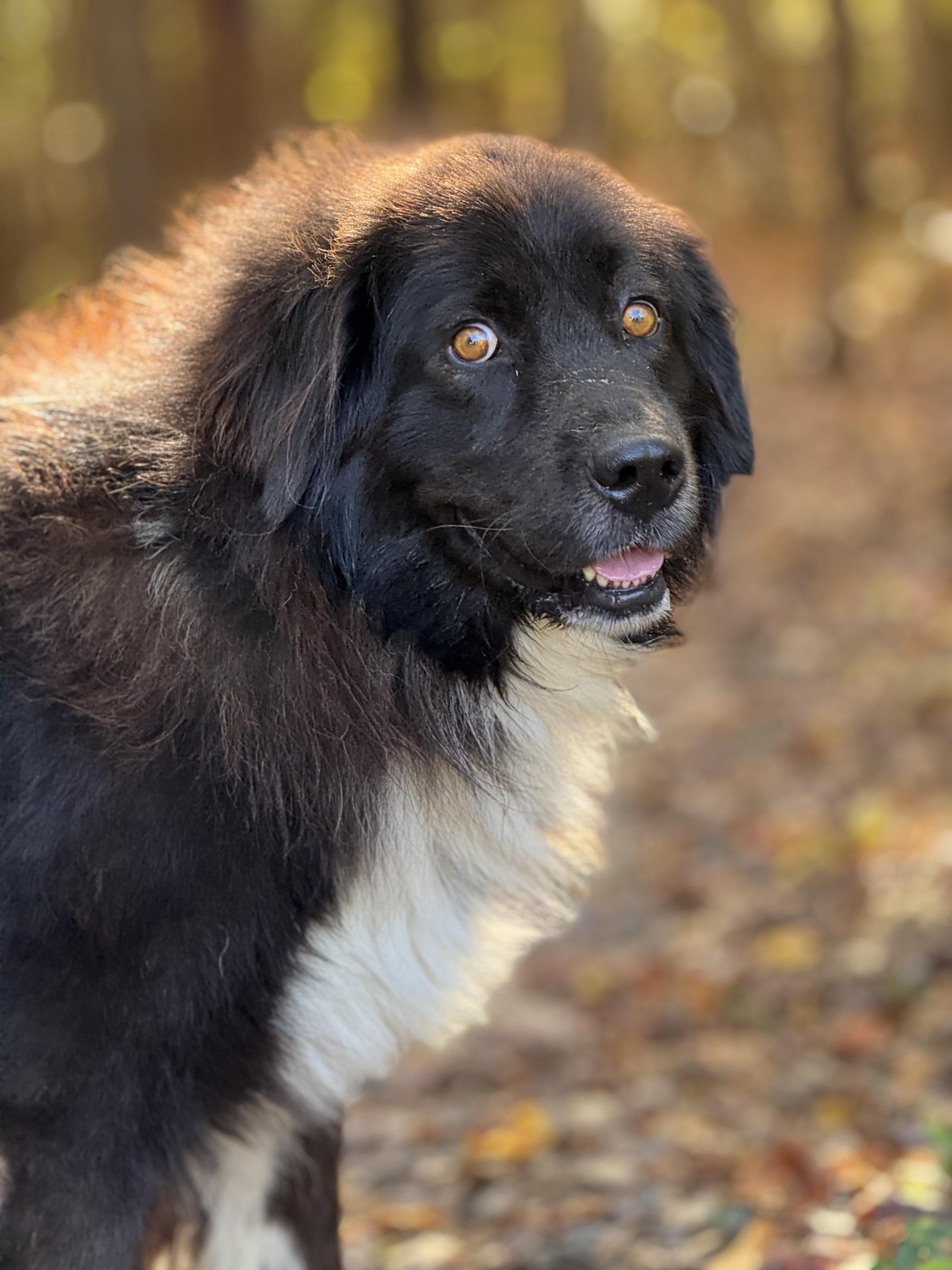 Enlarge Rufus, a Adoptable mixed breed in Richmond, VA image 4/5