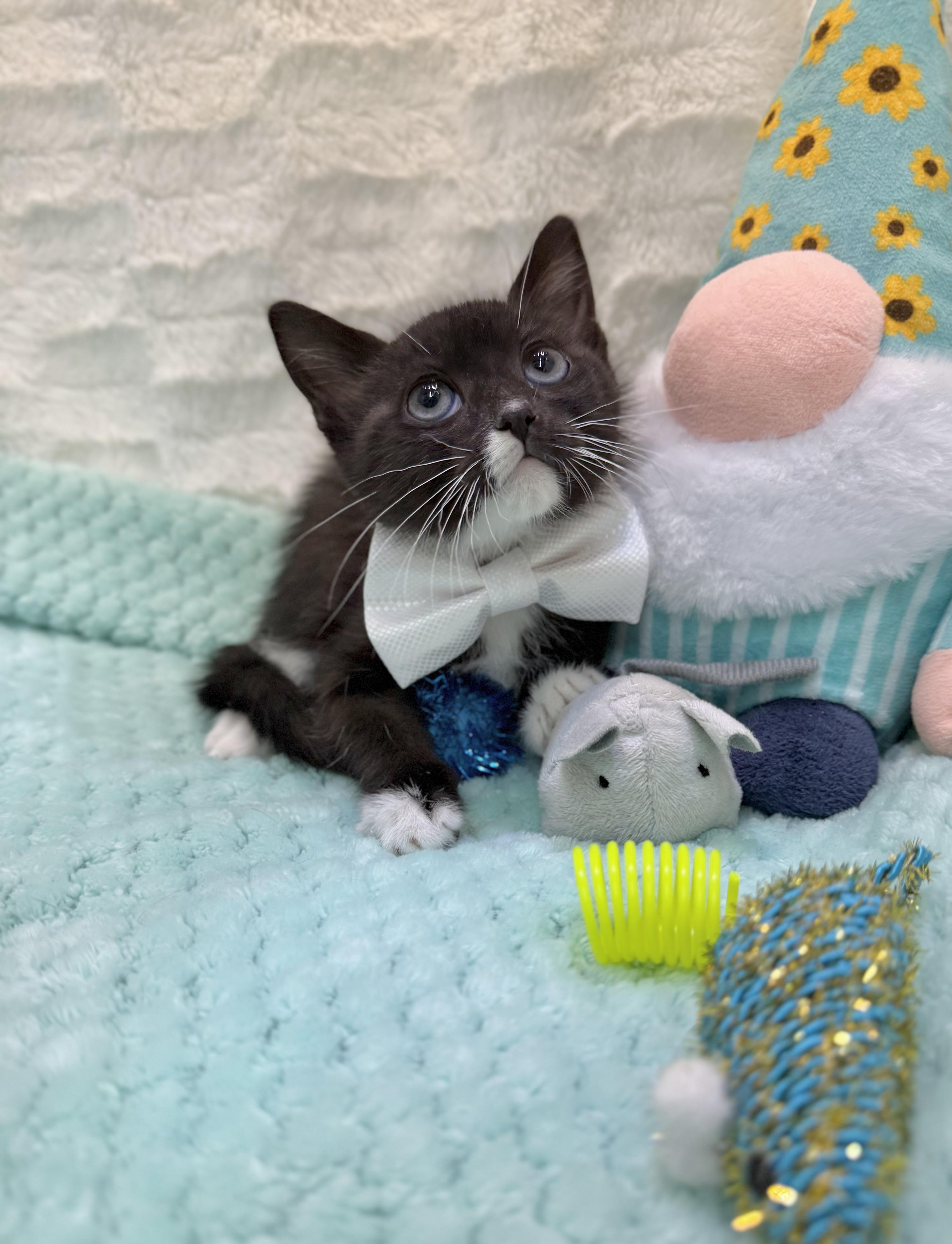 Cherokee, Baby Male Tuxedo