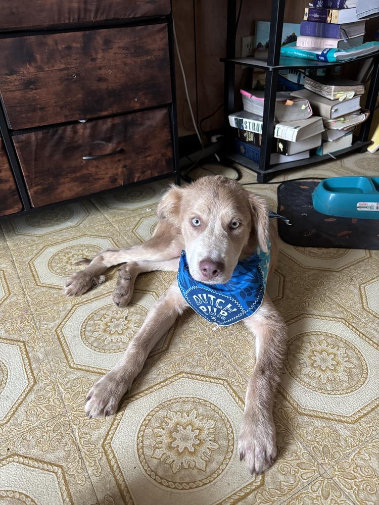 Thunder (Cleveland Puppy), Adoptable, Puppy Male Retriever.