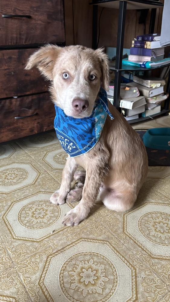 Enlarge Thunder (Cleveland Puppy), a Adoptable mixed breed in Brewster , NY image 2/2