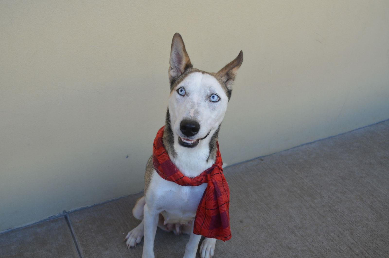 Enlarge Kumara, a Adopted Husky in McKinney, TX image 1/3