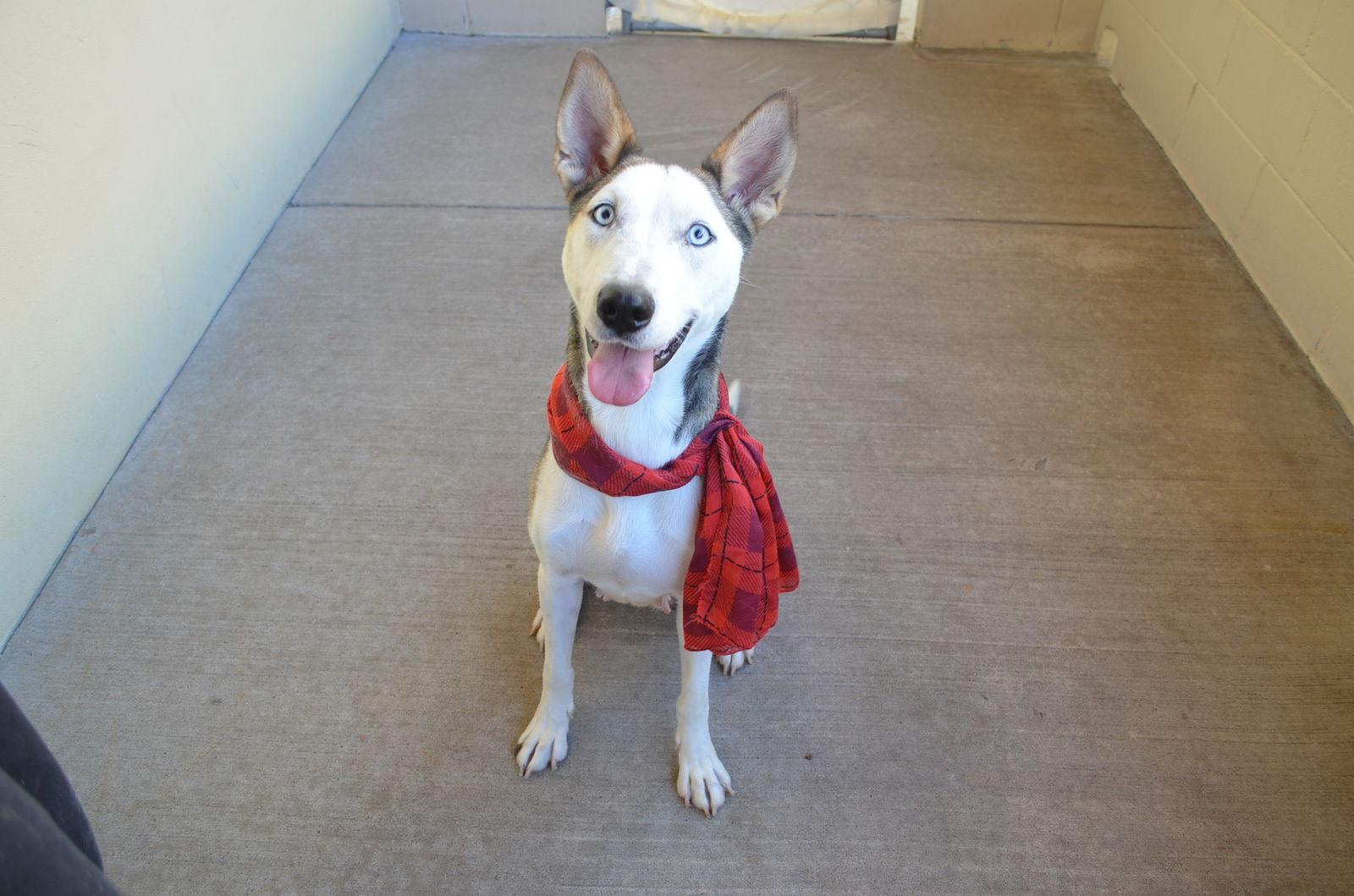 Enlarge Kumara, a Adopted Husky in McKinney, TX image 2/3