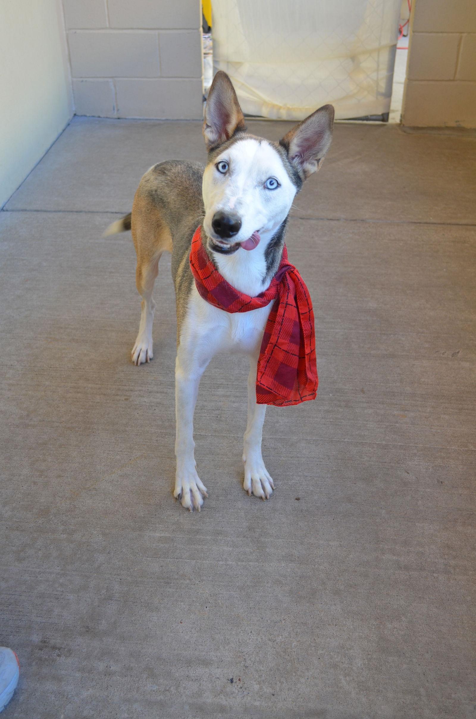 Enlarge Kumara, a Adopted Husky in McKinney, TX image 3/3