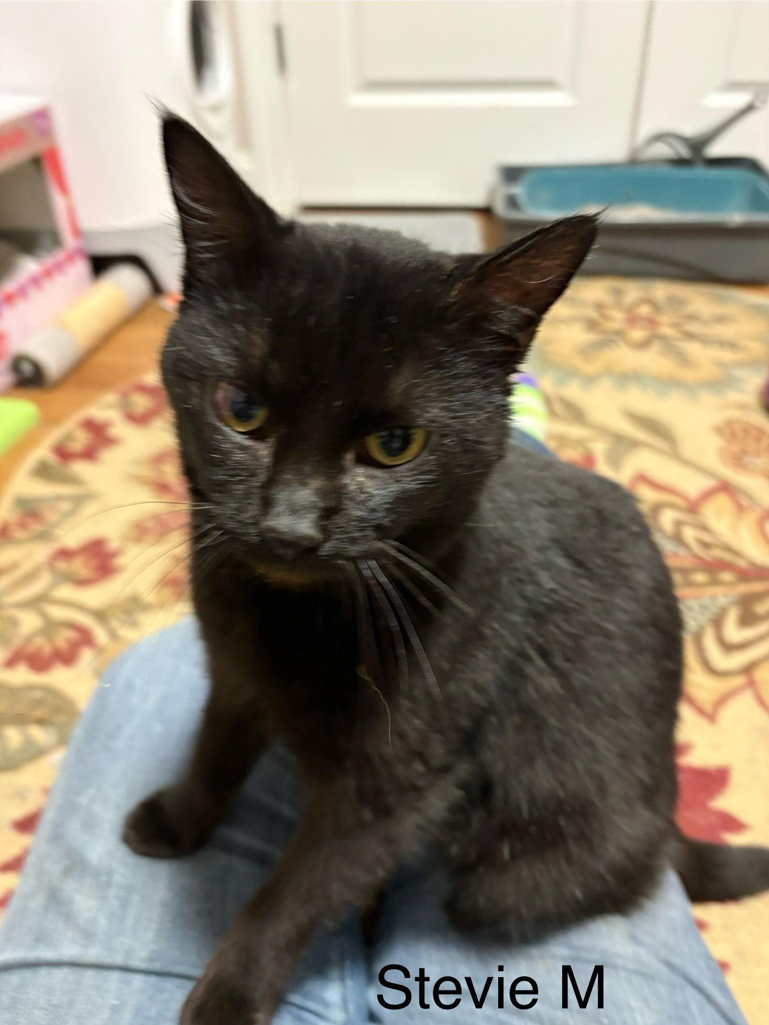 Enlarge Stevie  (th), a Adoptable Domestic Short Hair in White Bluff, TN image 1/1