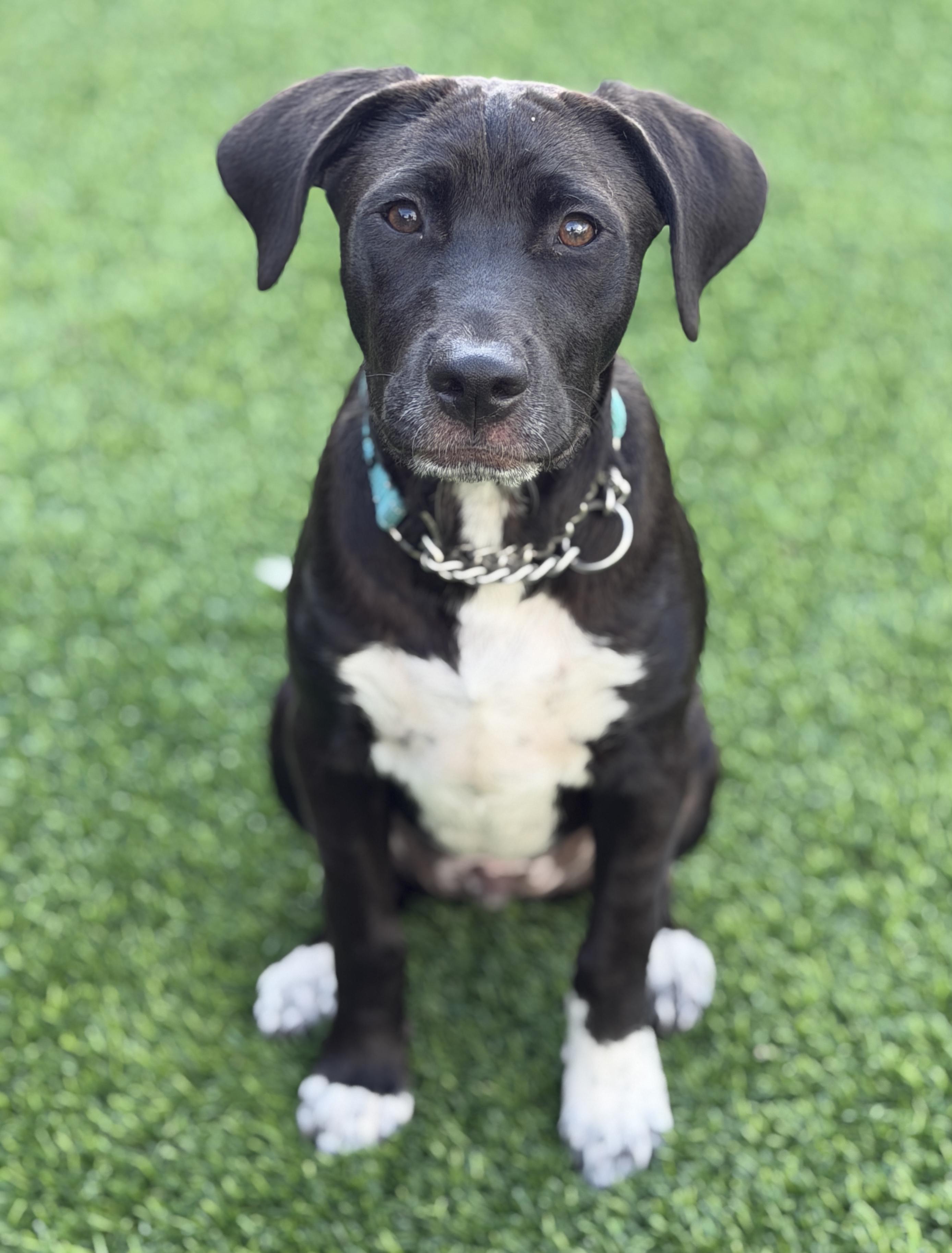 Brodie, a ADOPTABLE mixed breed in Mt Pleasant, SC image 3/6