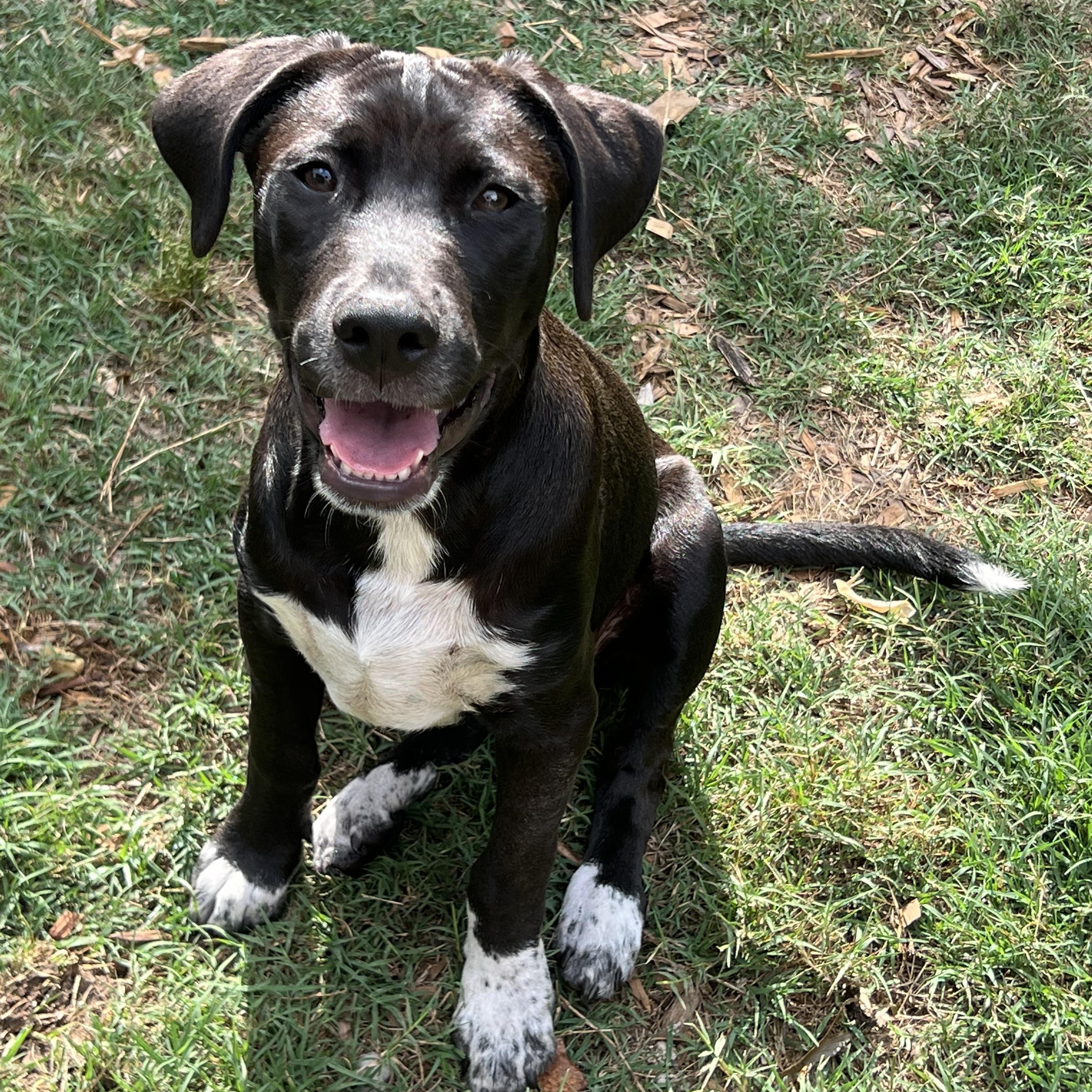 Brodie, a ADOPTABLE mixed breed in Mt Pleasant, SC image 5/6